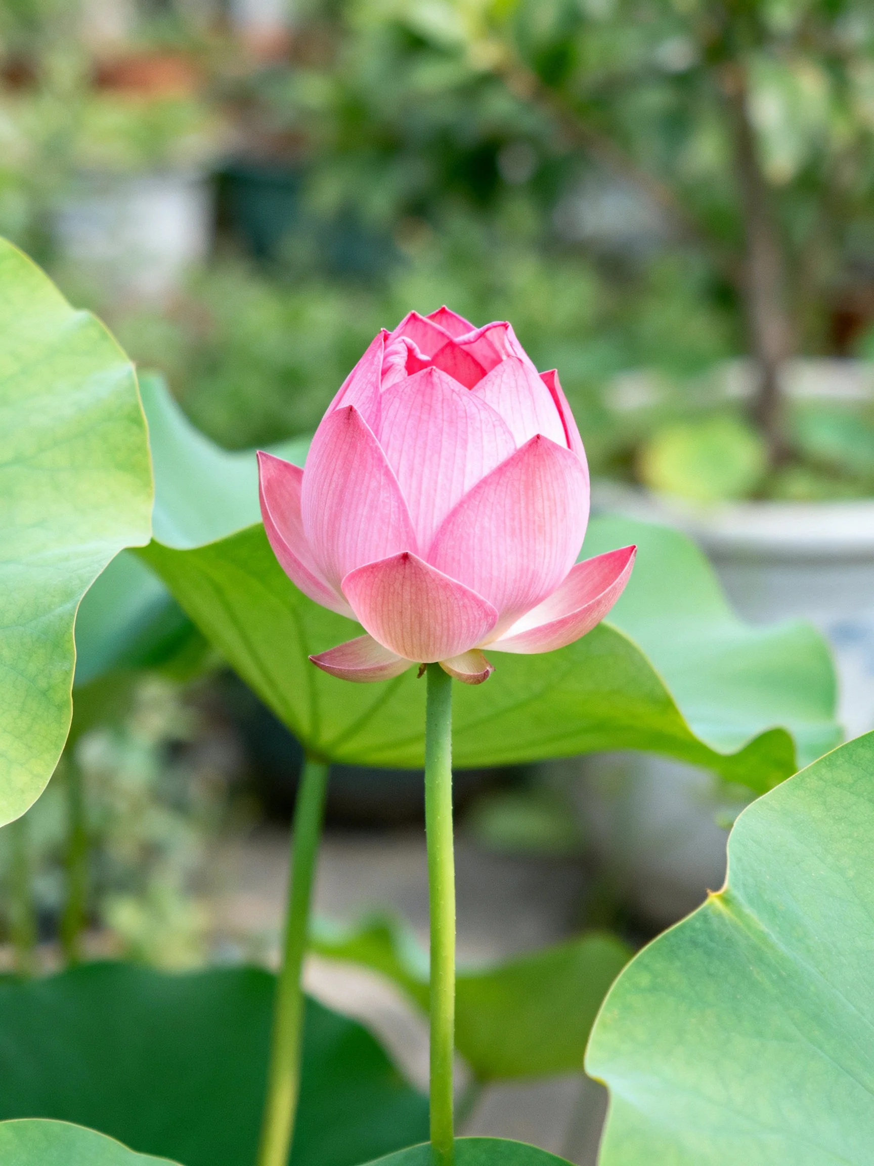 A single pink lotus bud amid large green leaves