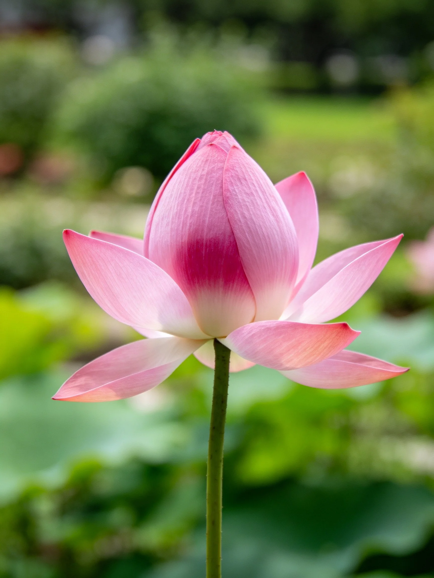 A single pink lotus bud blooming amidst lush green foliage