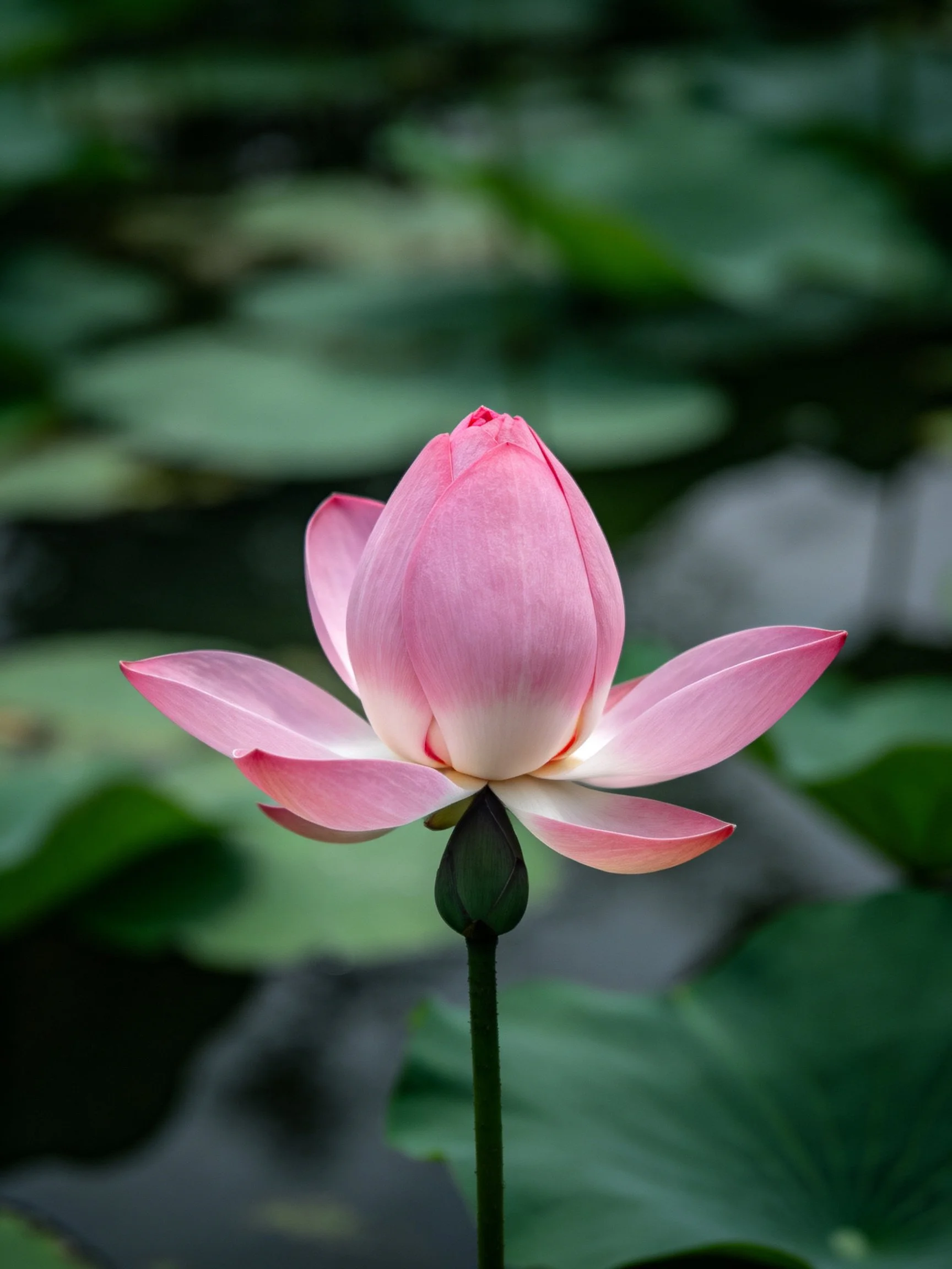 A single pink lotus bud blooming among green lily pads