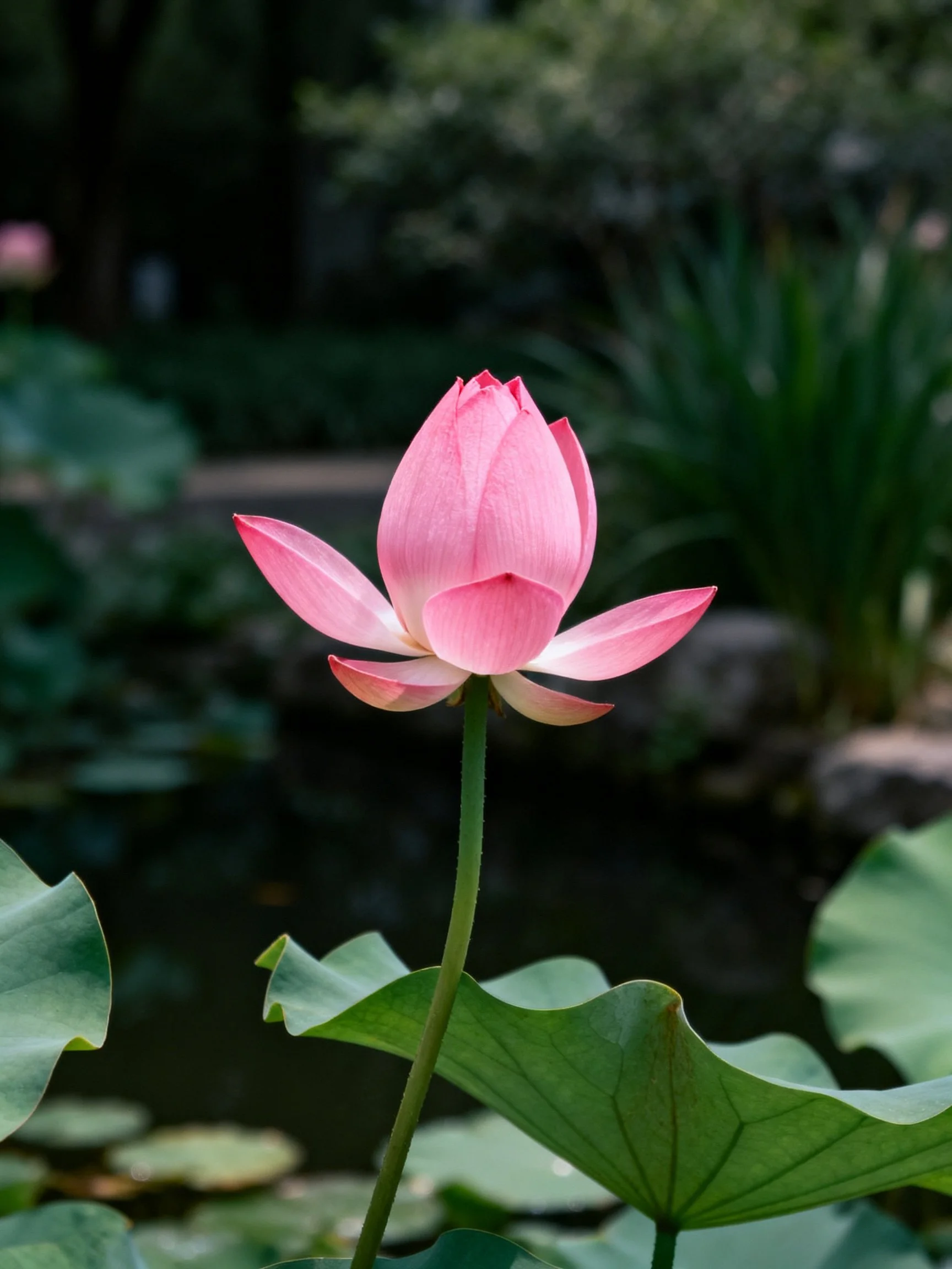 A single pink lotus flower near broad green leaves