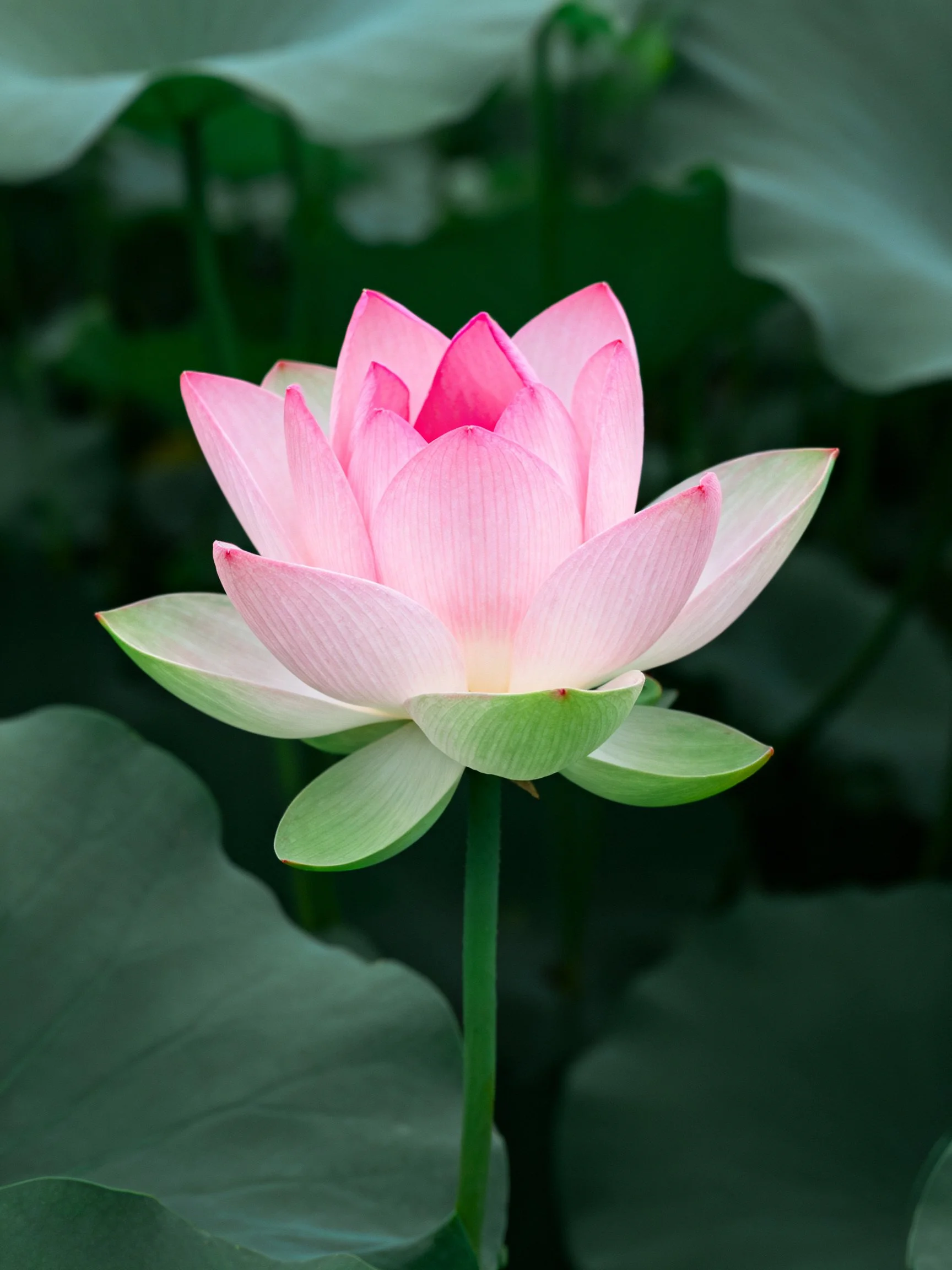 A single pink lotus with layered petals among large green leaves