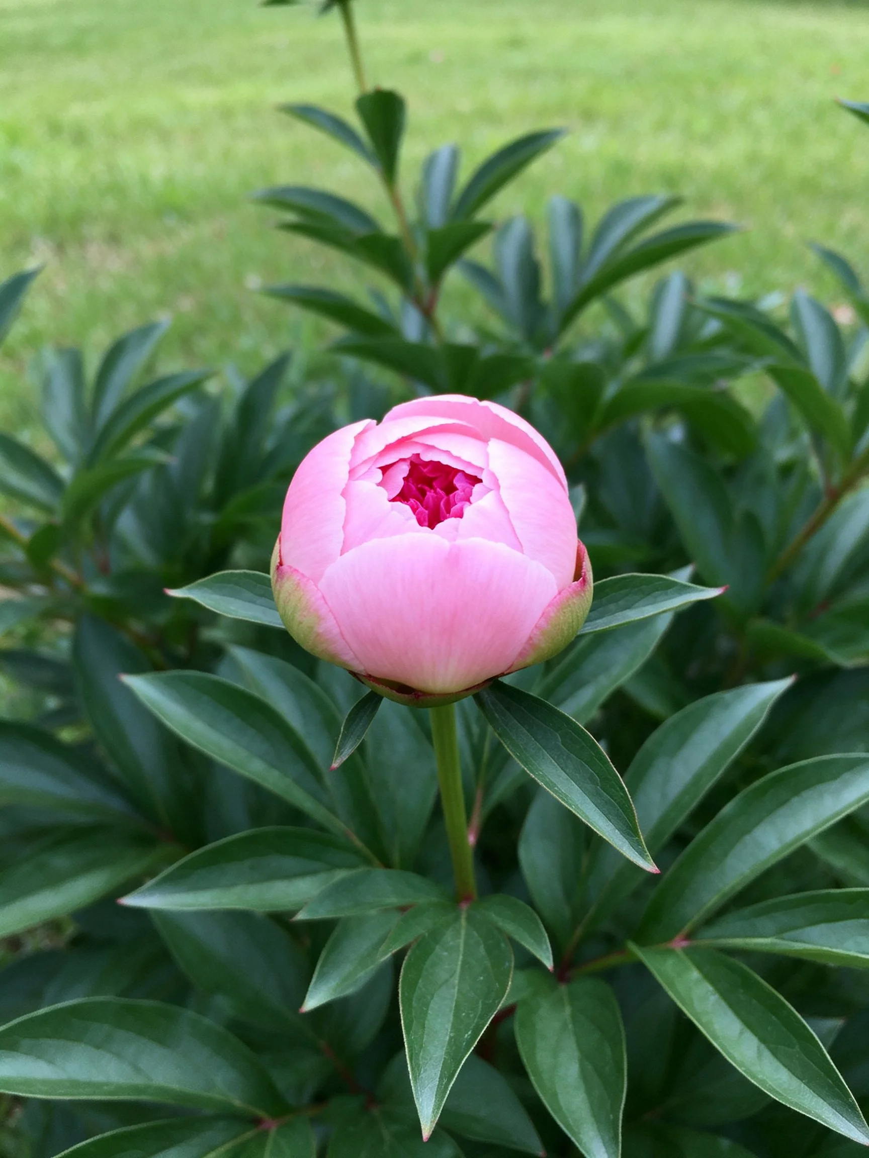 A single pink peony bud amidst lush green foliage