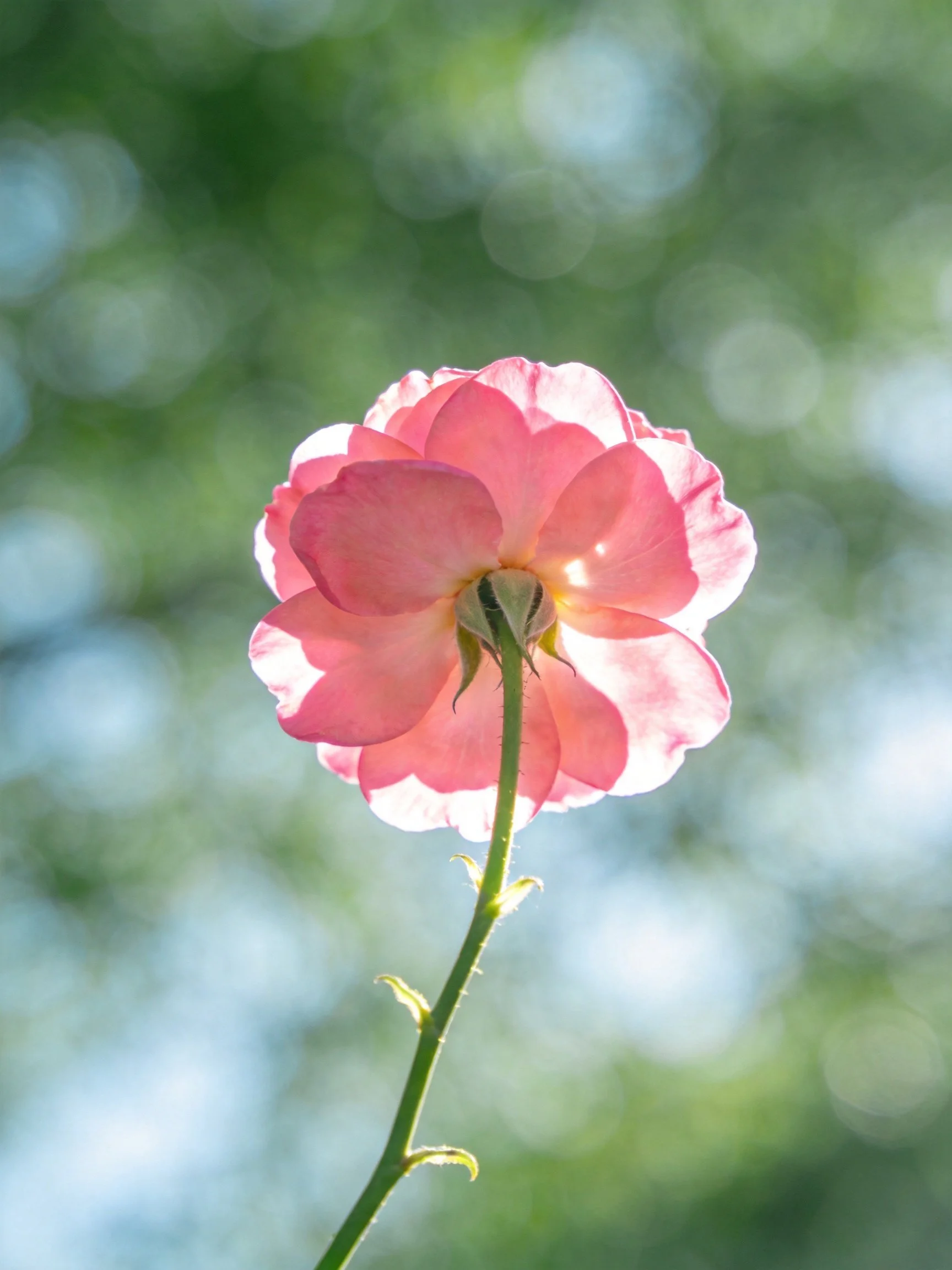 A single pink rose illuminated by backlighting