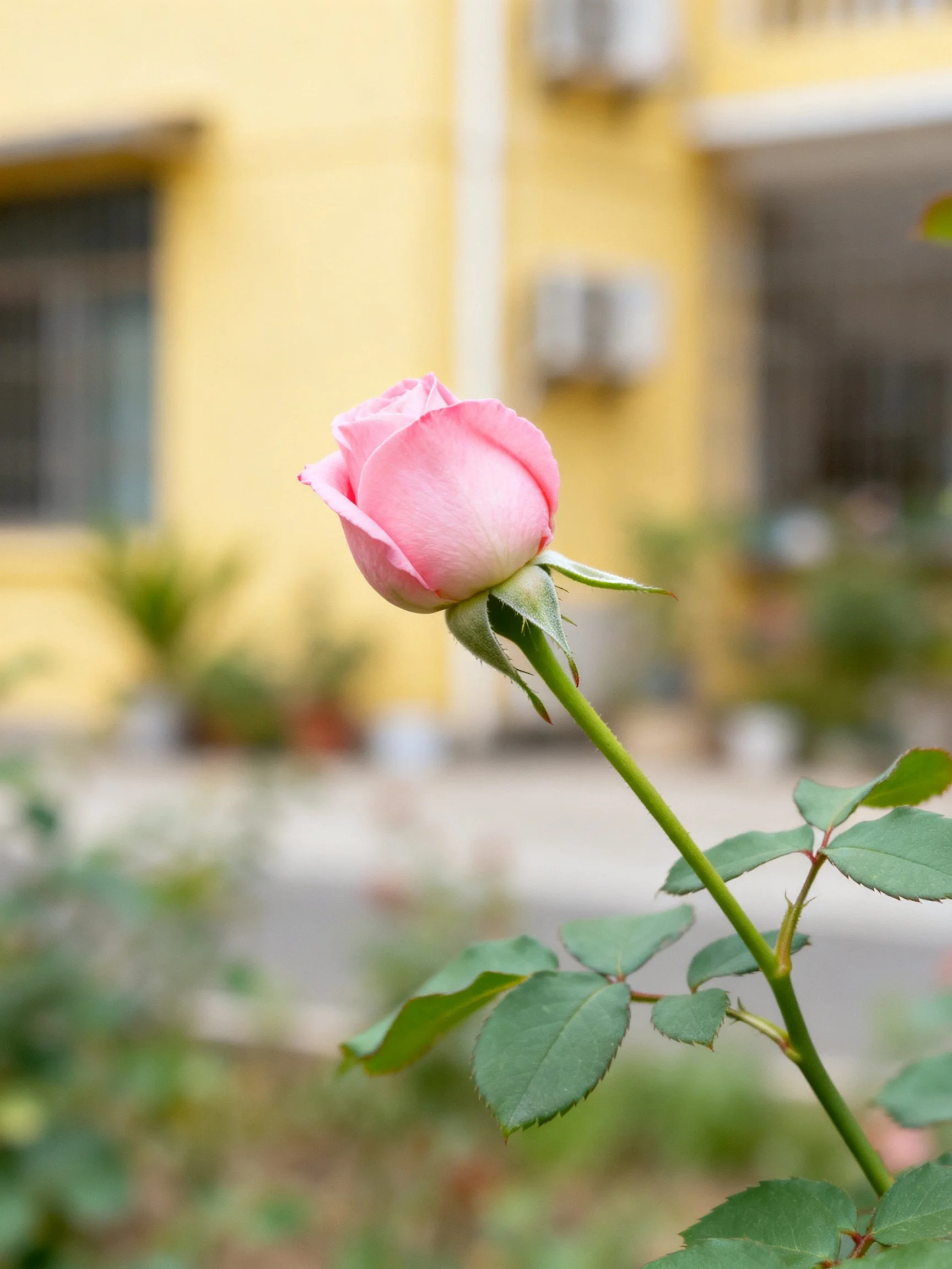 A single pink rosebud with green stem near a yellow building