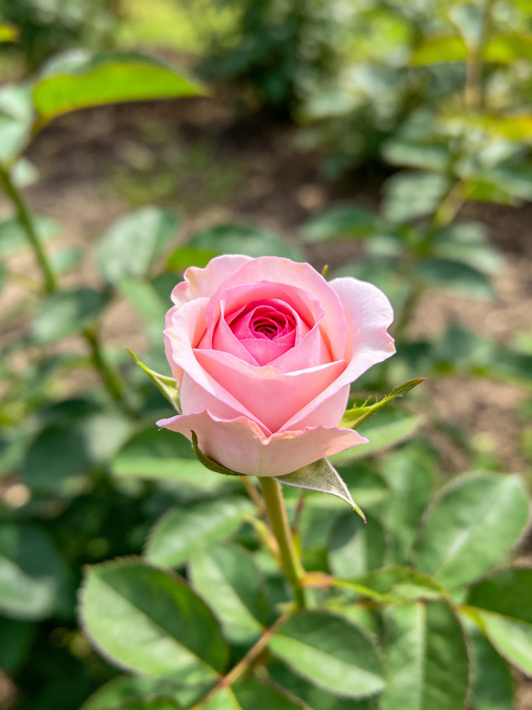 A single pink rosebud with layered petals and green foliage