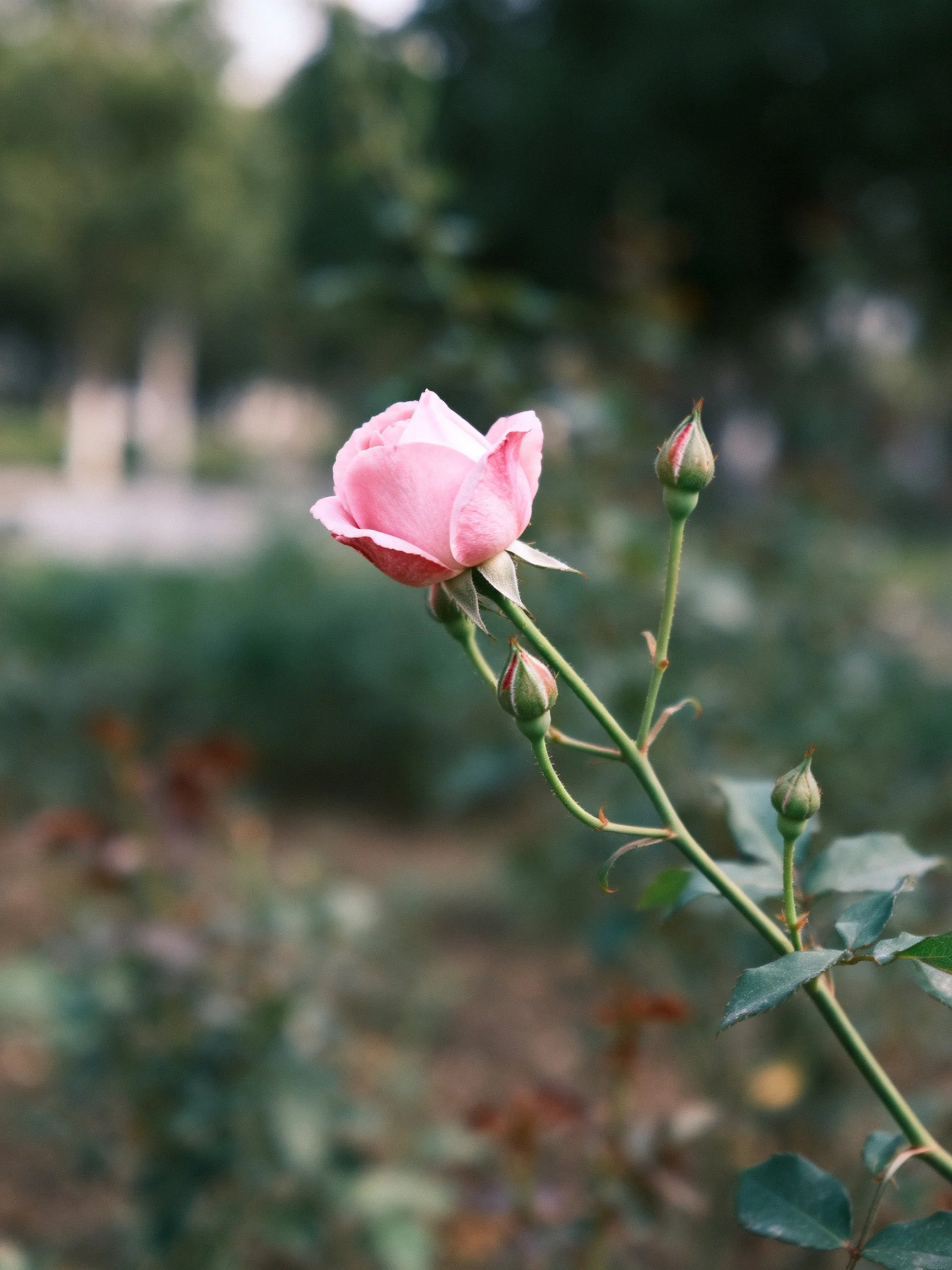 A single pink rosebud with unopened buds in a garden setting