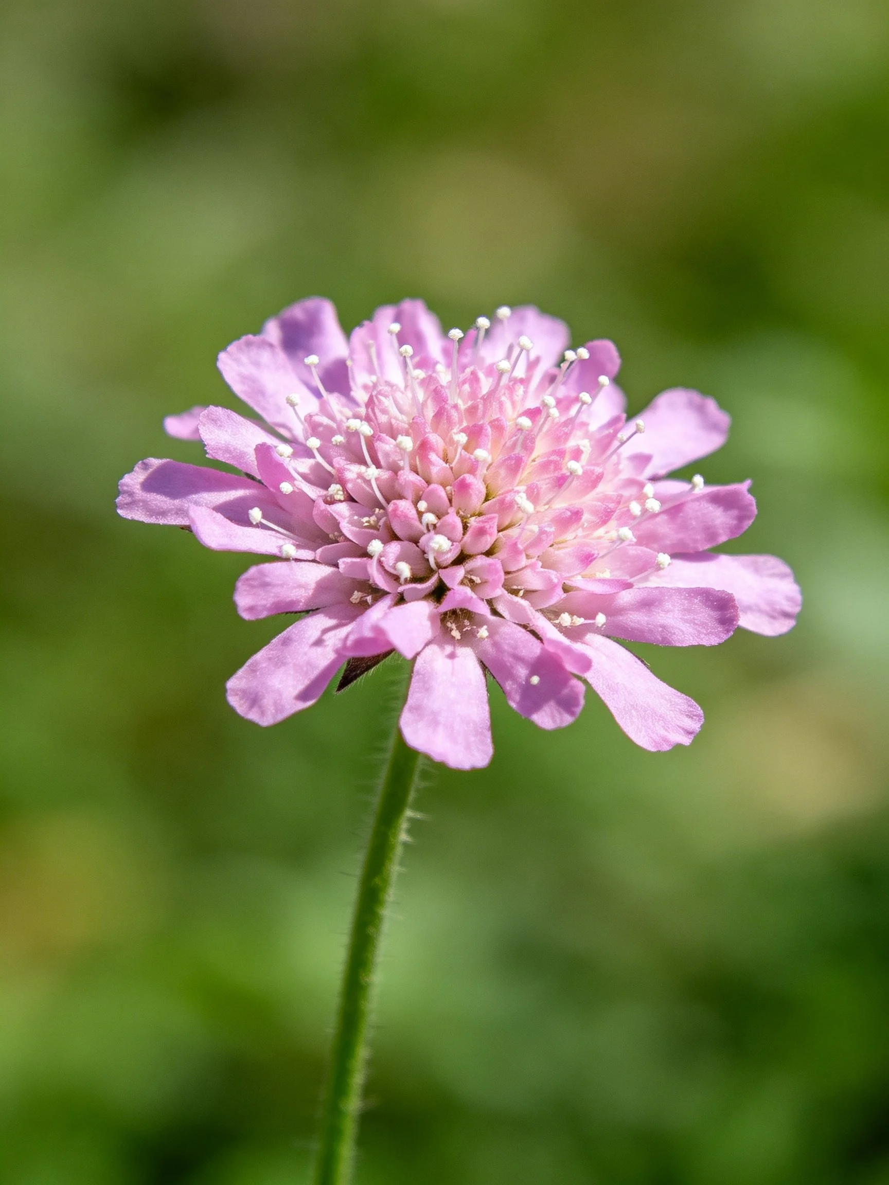 A single pink scabious flower with delicate petals