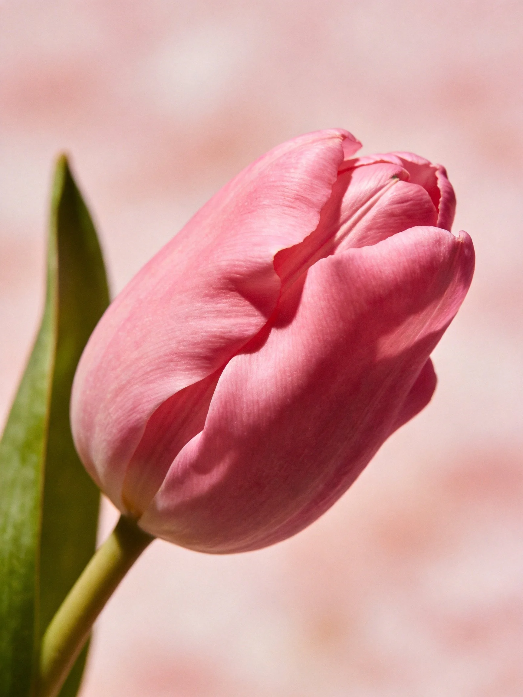 A single pink tulip bud with green leaves