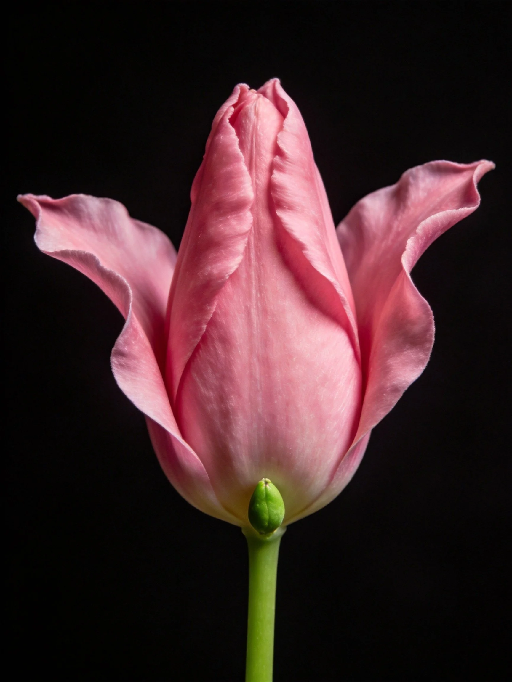 A single pink tulip bud with green stem on black backdrop