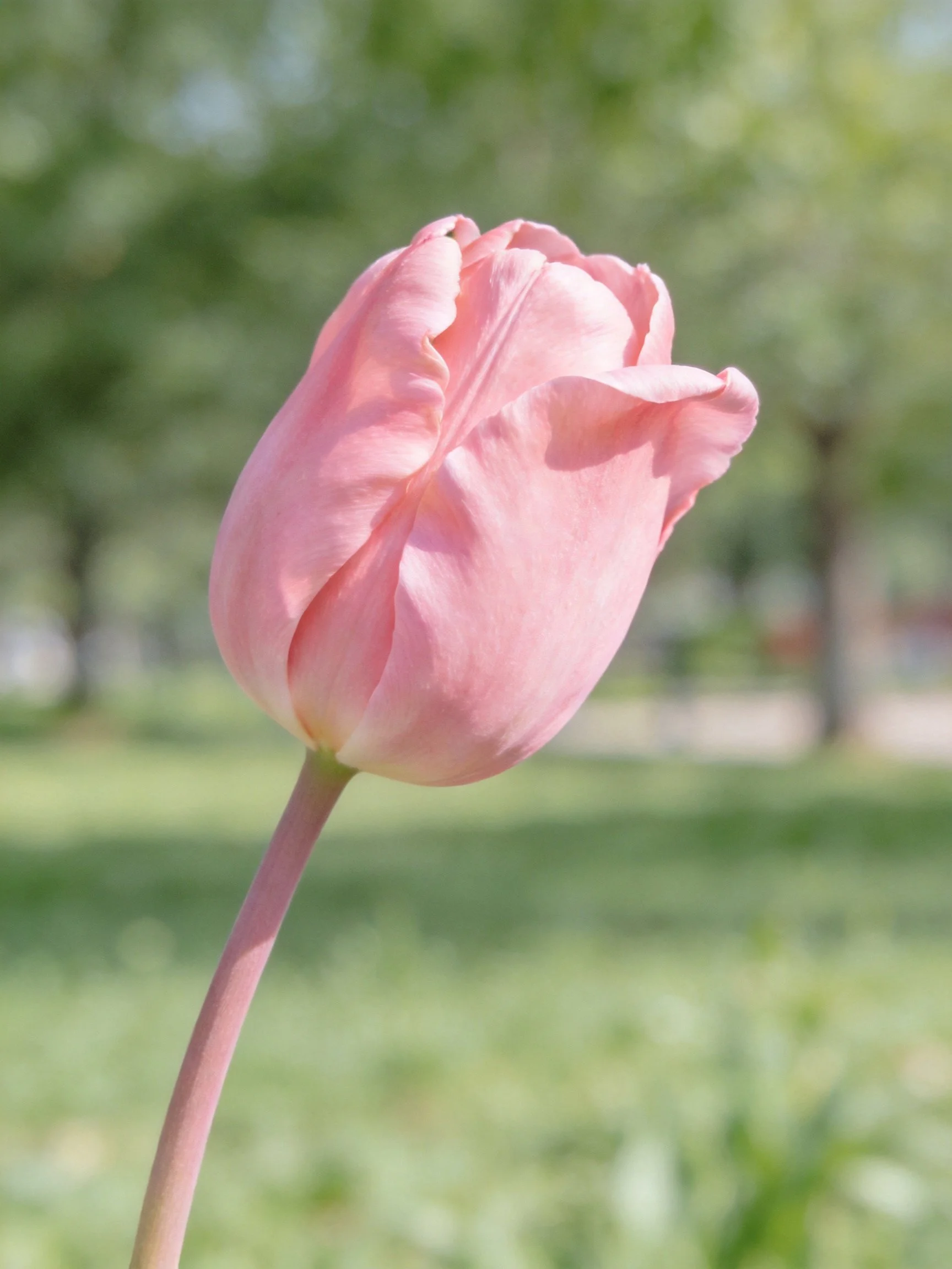 A single pink tulip bud with ruffled petals