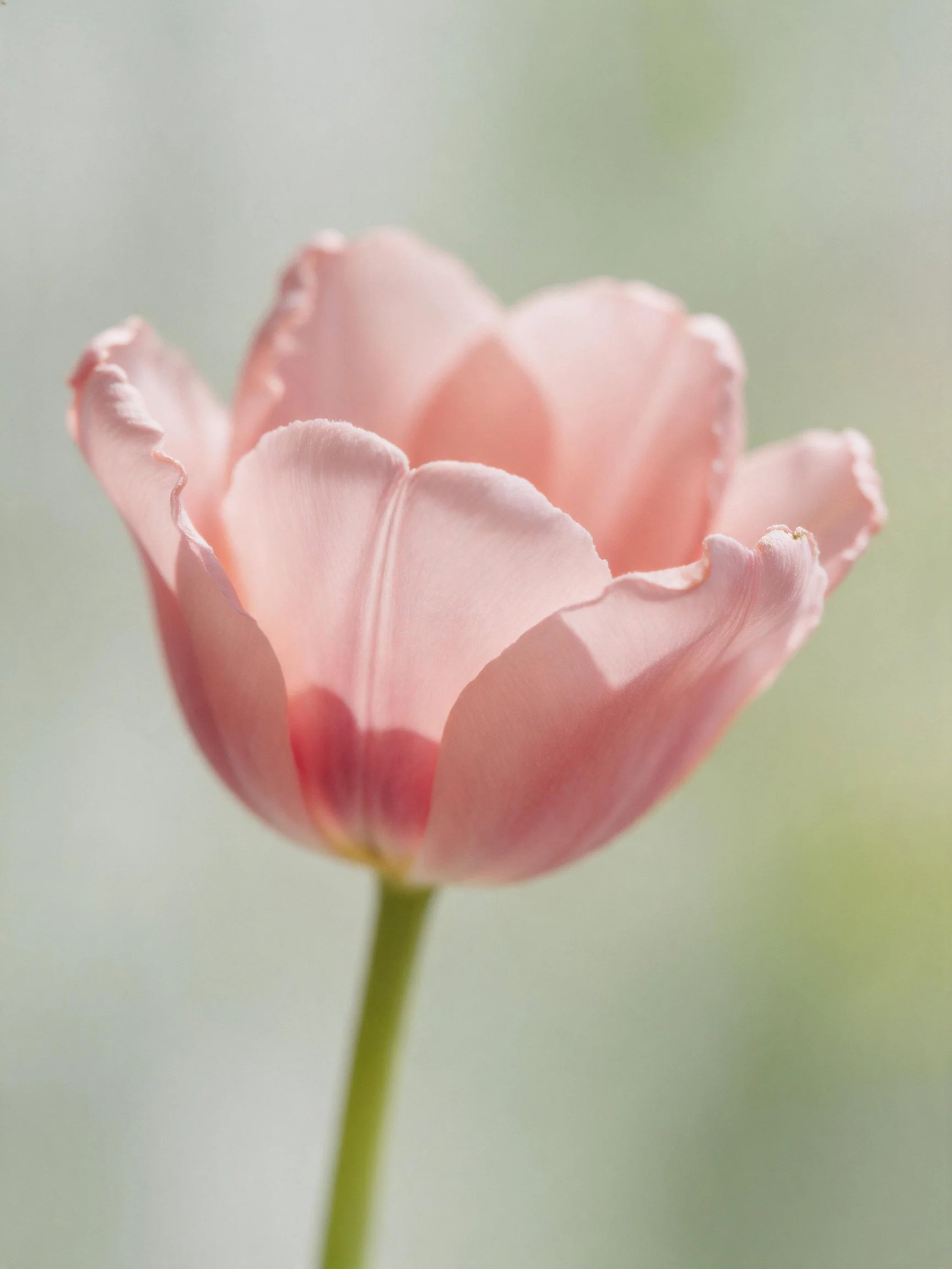 A single pink tulip with ruffled petals and a slender green stem