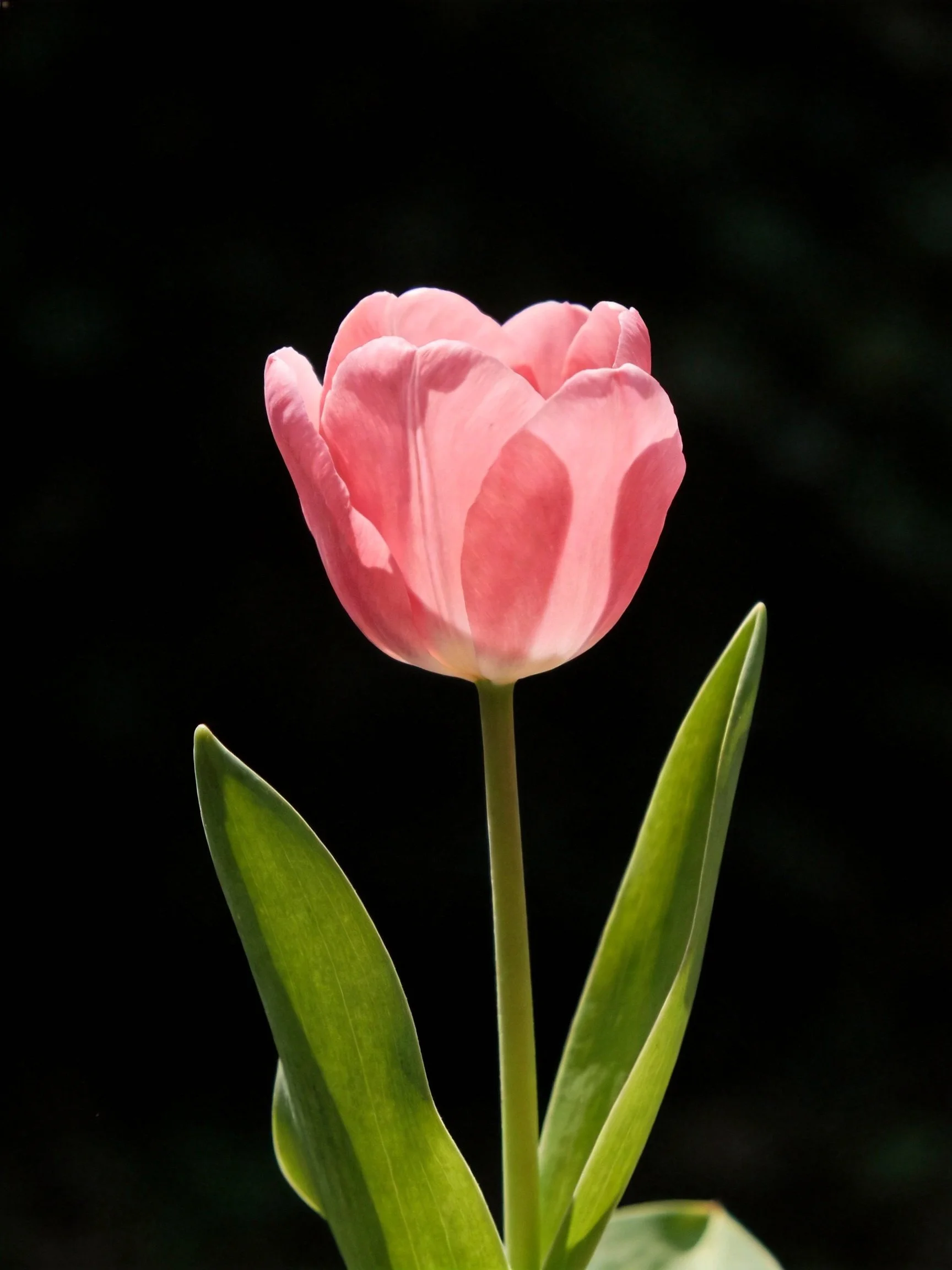 A single pink tulip with vibrant green leaves