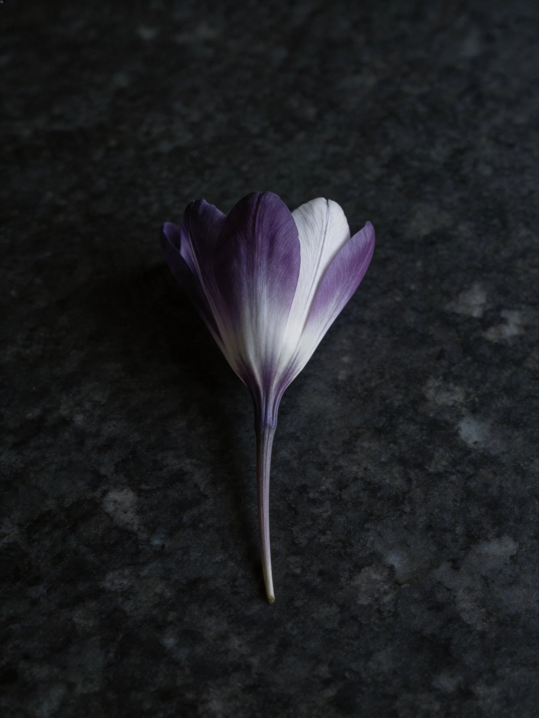 A single purple and white crocus flower on a dark textured surface