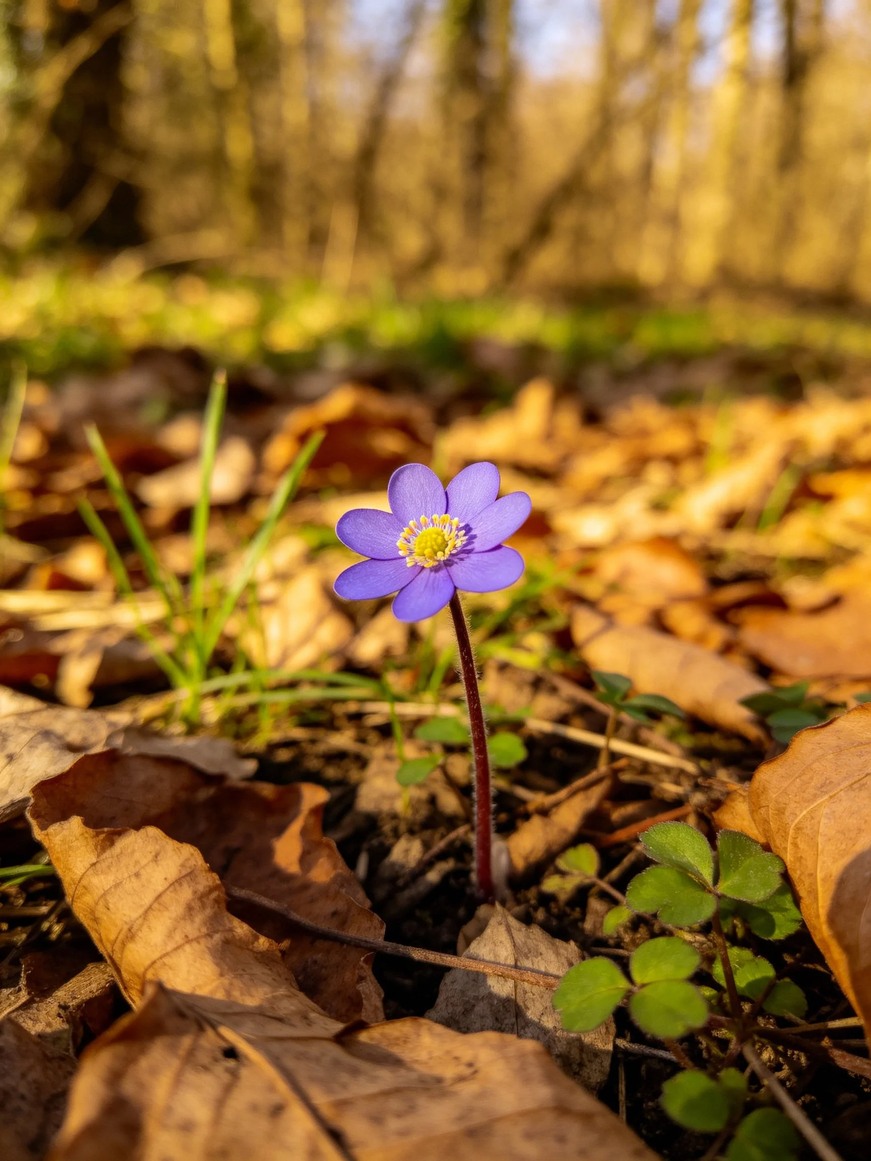 A single purple flower grows among fallen leaves in a sunlit forest.