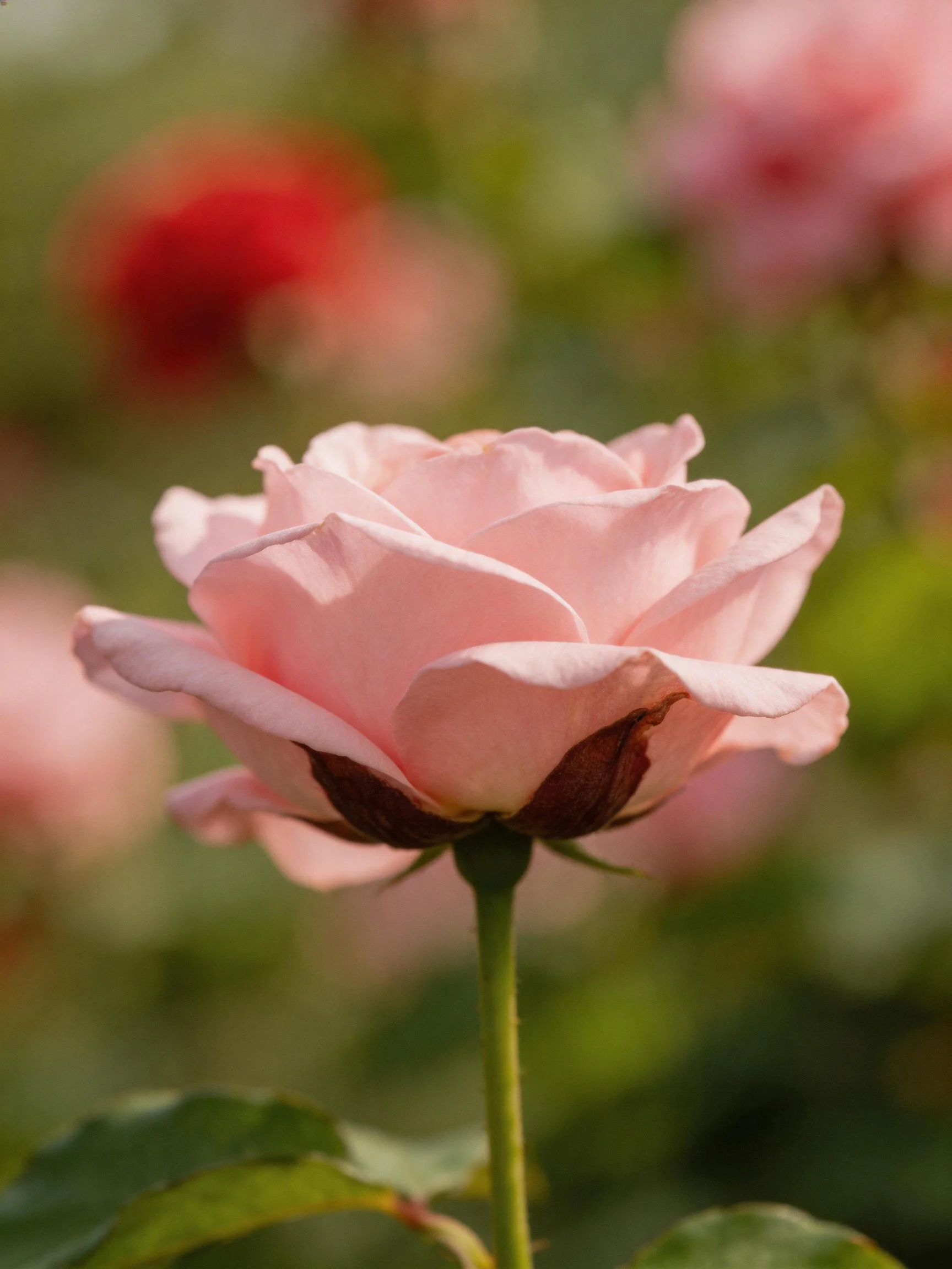 A single soft pink rose blooms amidst blurred floral surroundings.