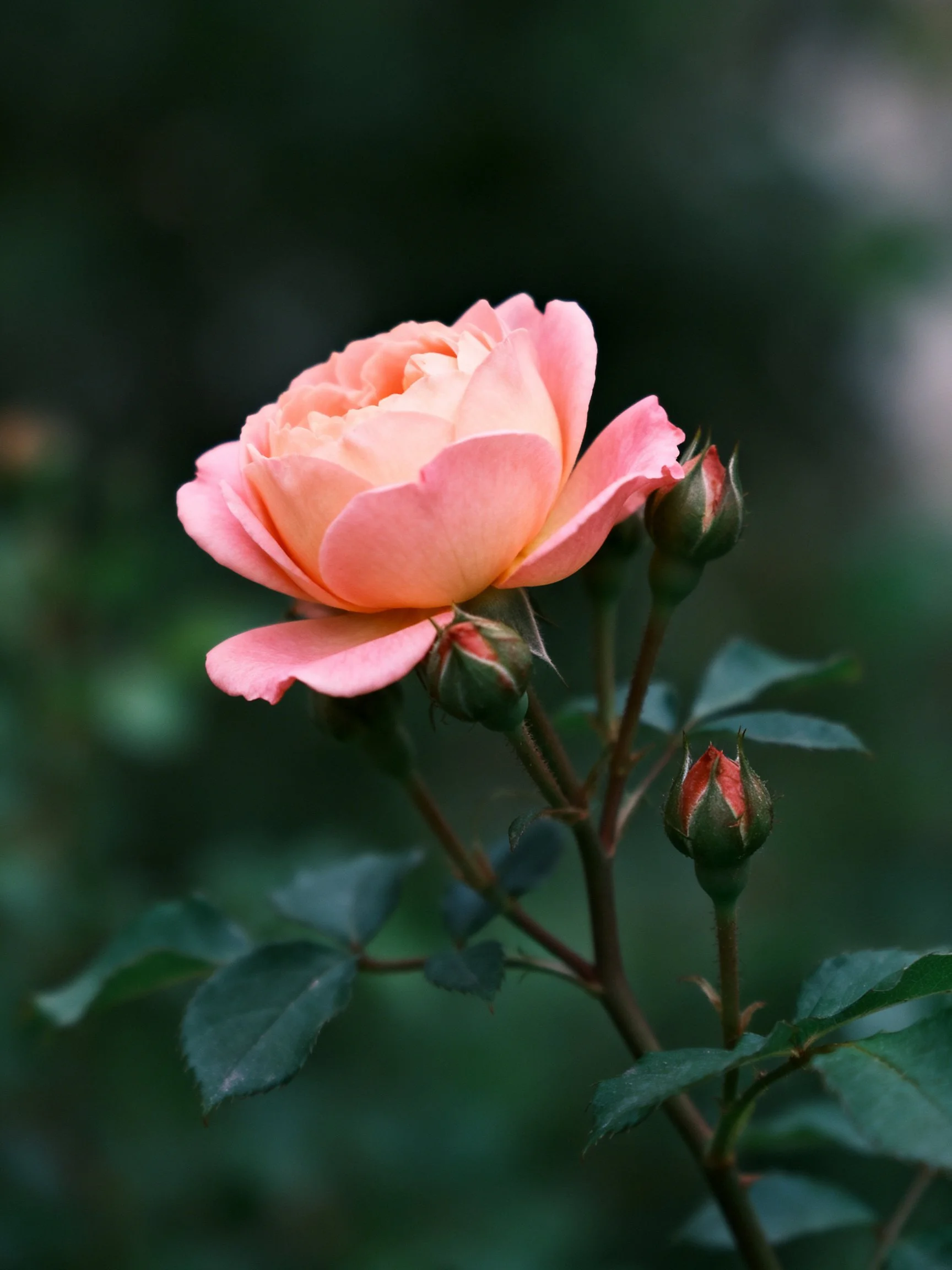 A single soft pink rose blooms among multiple unopened buds