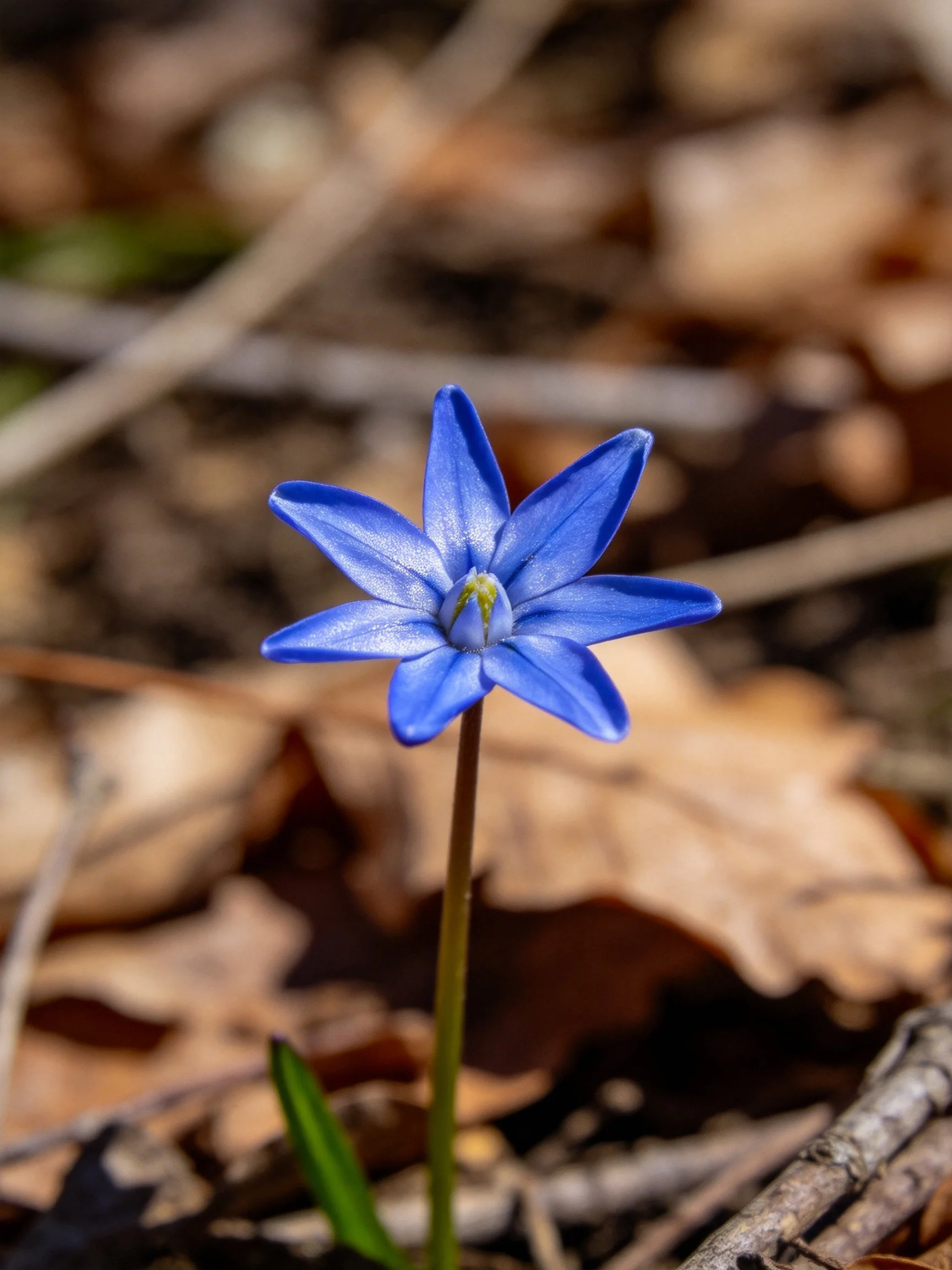 A single vibrant blue starflower stands out among dry leaves and twigs.
