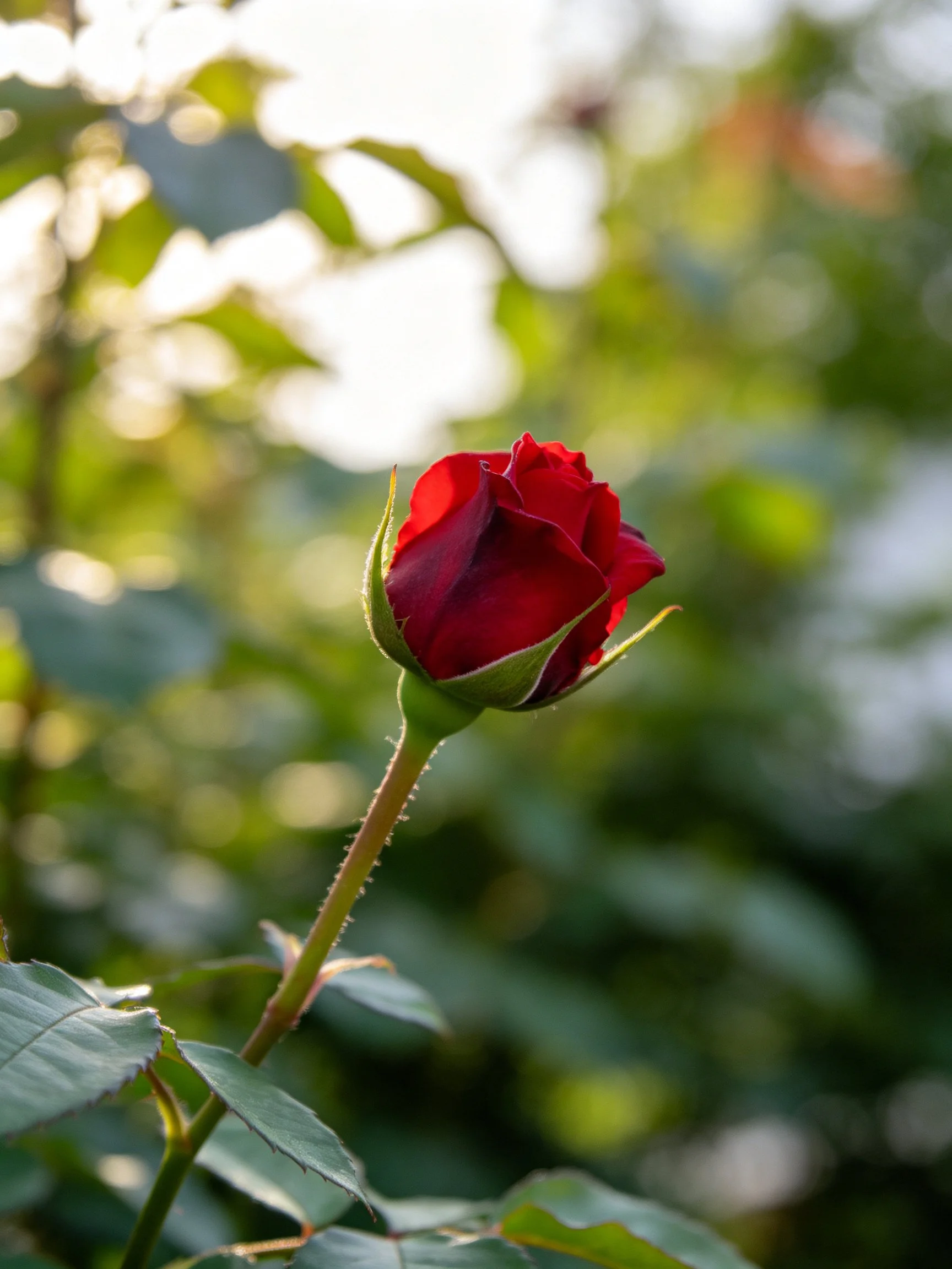 A single vibrant red rosebud with green foliage in soft natural light