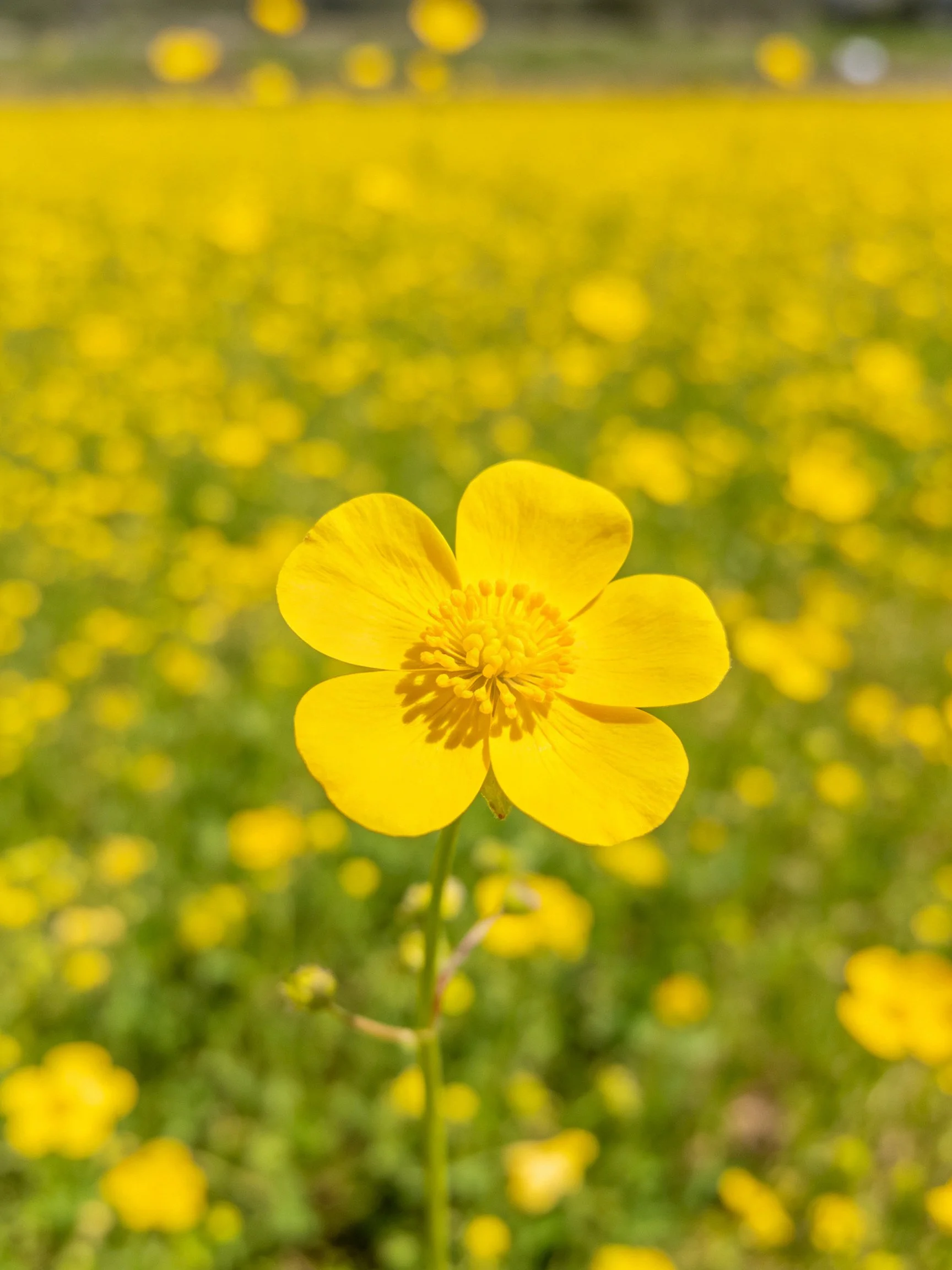 A close - up of a bright yellow flower stands out against a sea of similar blooms.