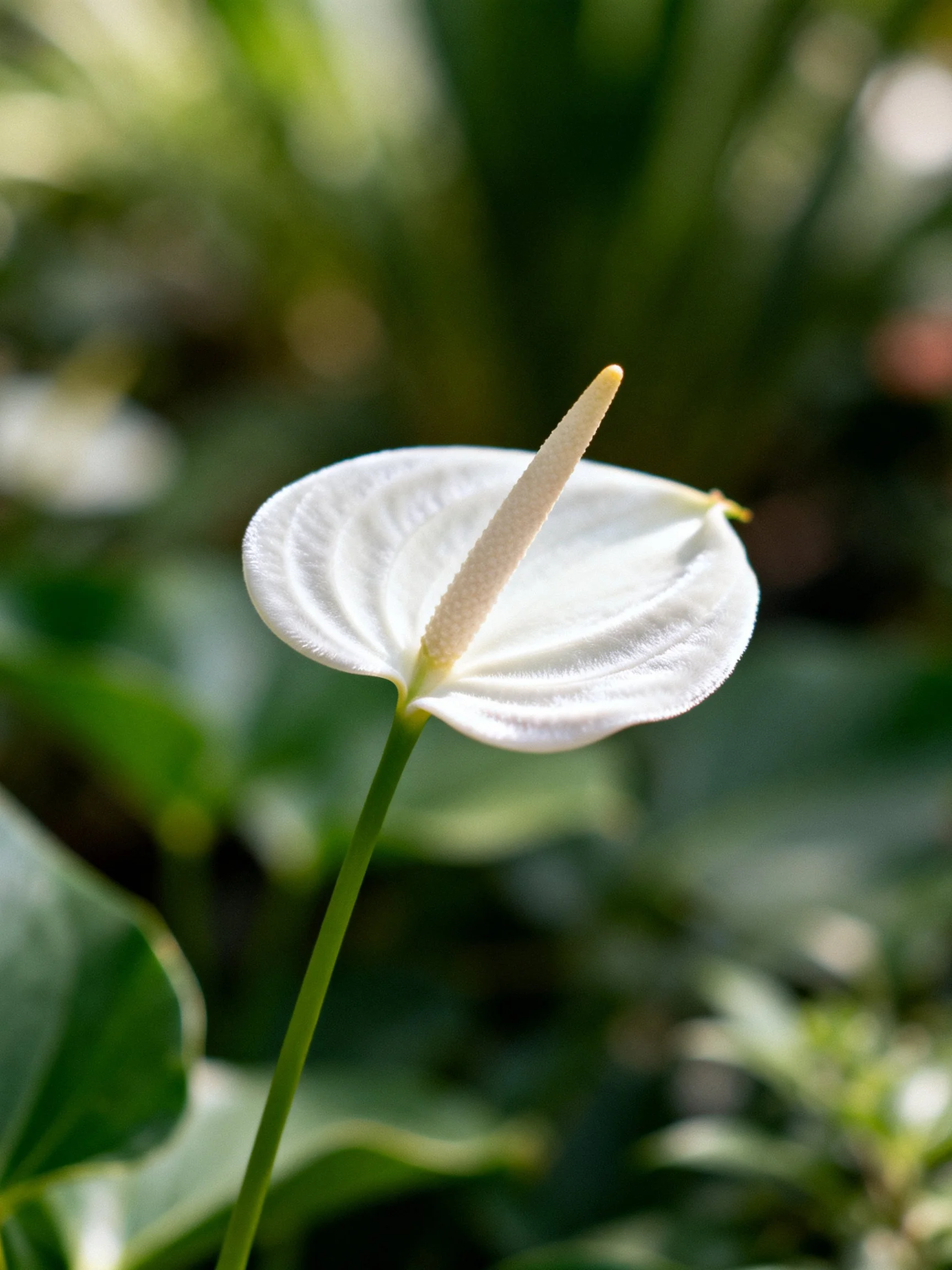 A single white anthurium flower with a long spadix among green foliage