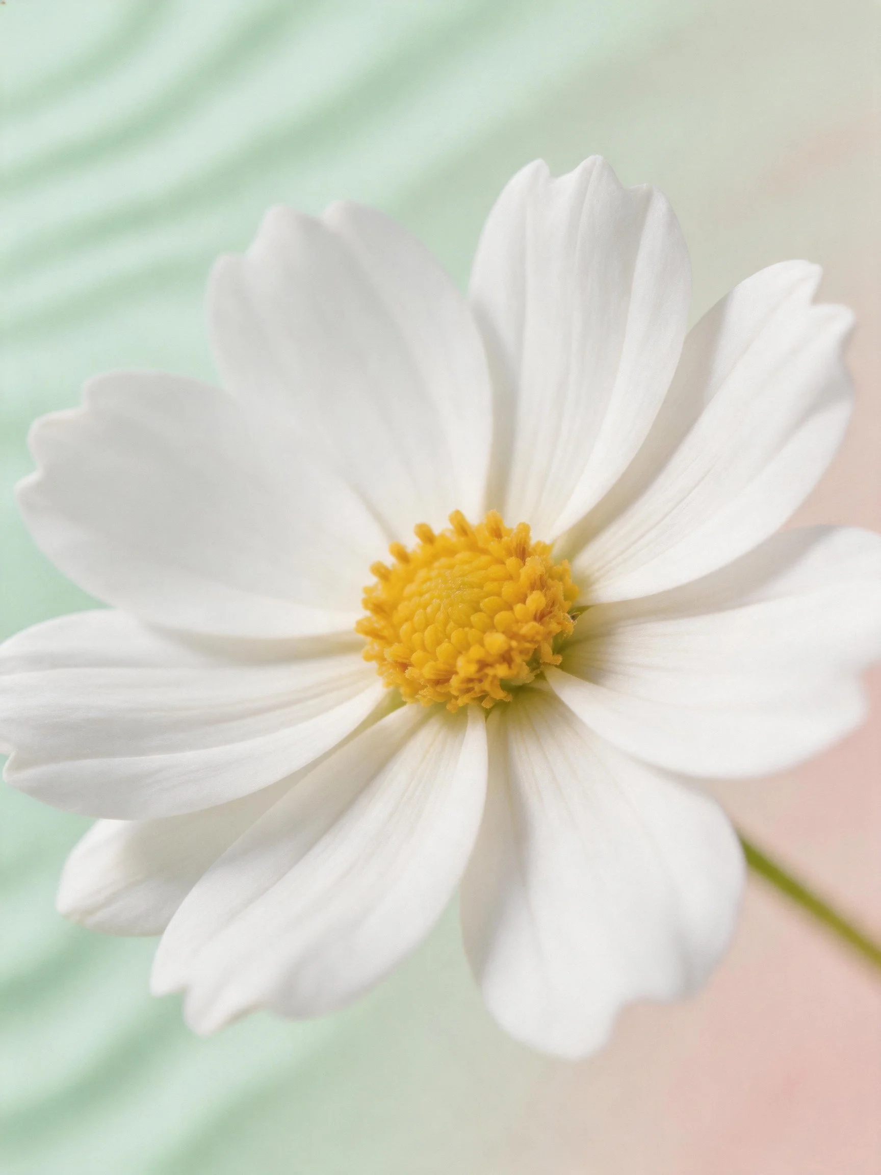 A single white cosmos flower with a bright yellow center