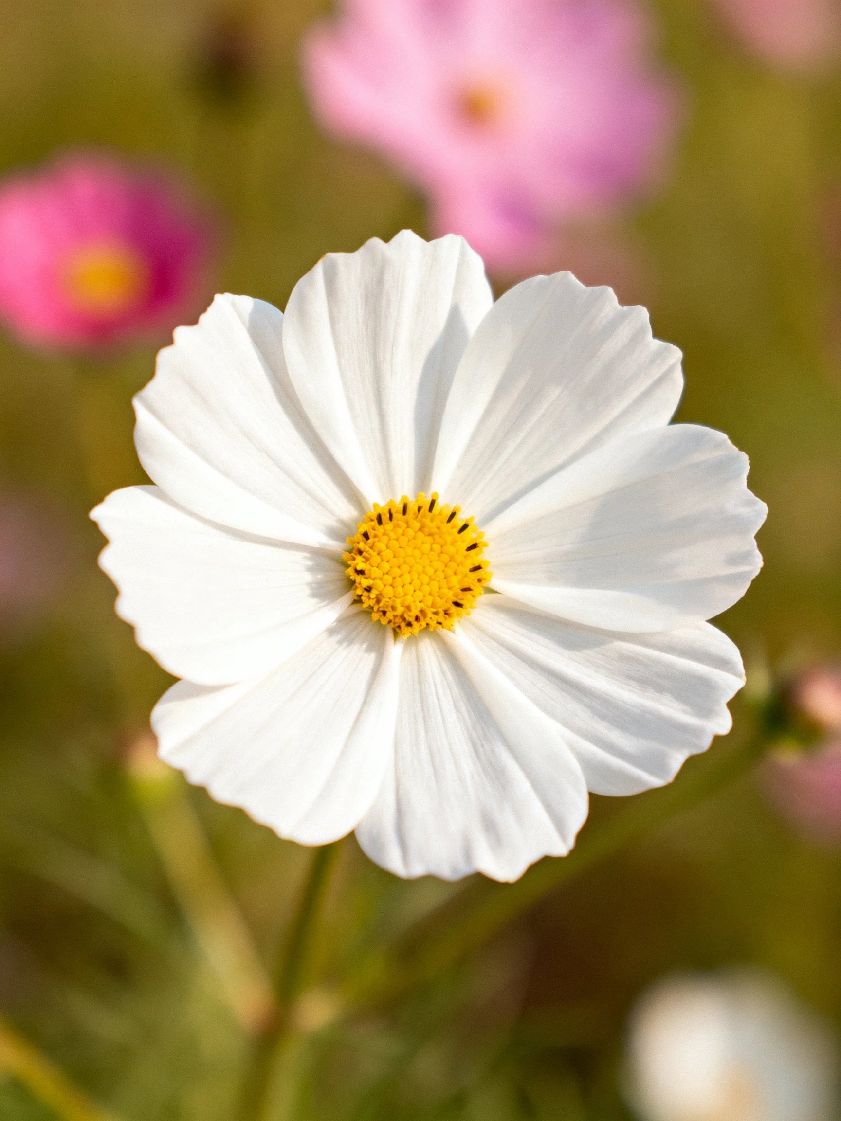 A single white cosmos flower with a yellow center amid blurred pink blooms