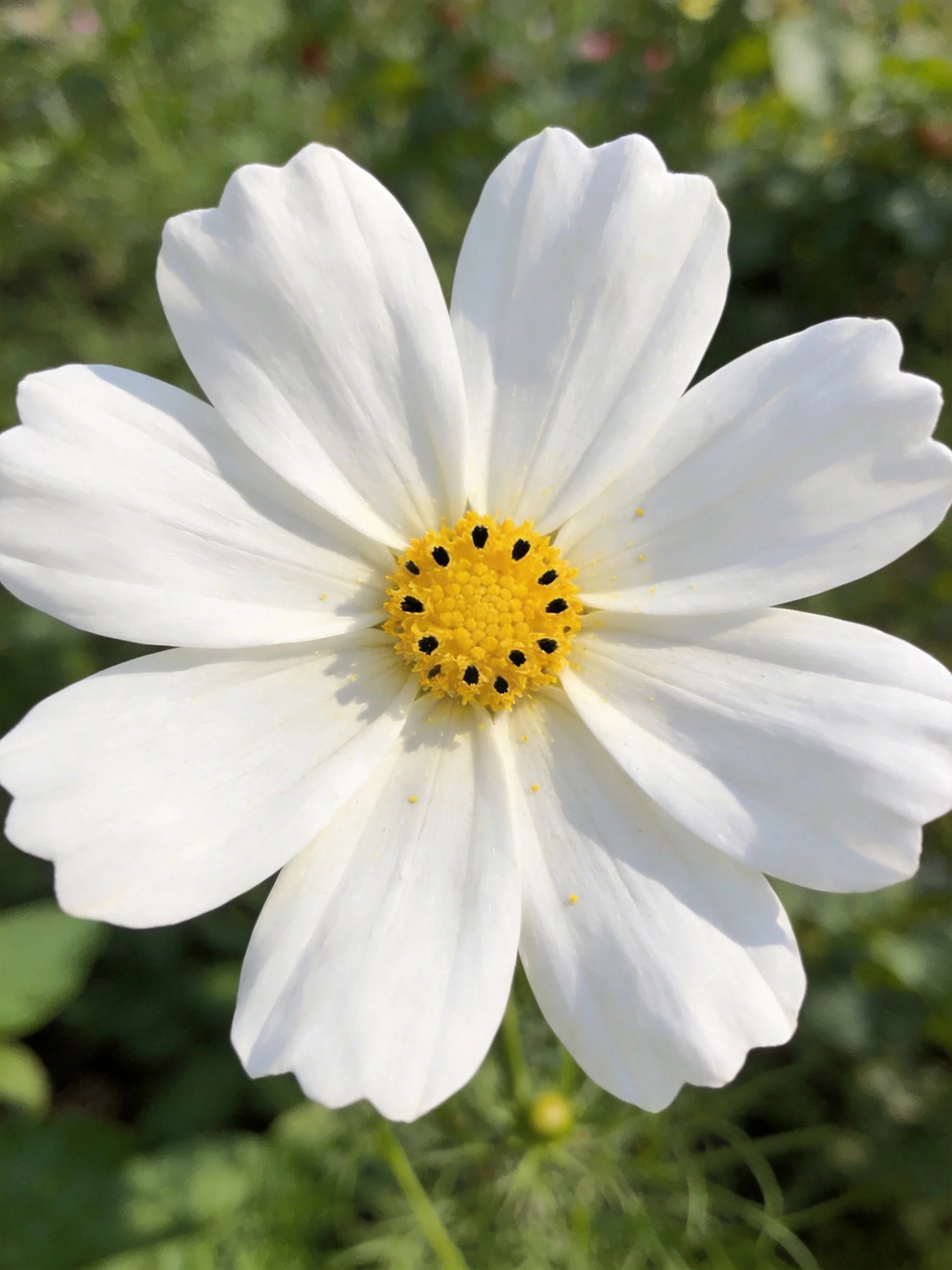 A single white cosmos flower with a yellow center