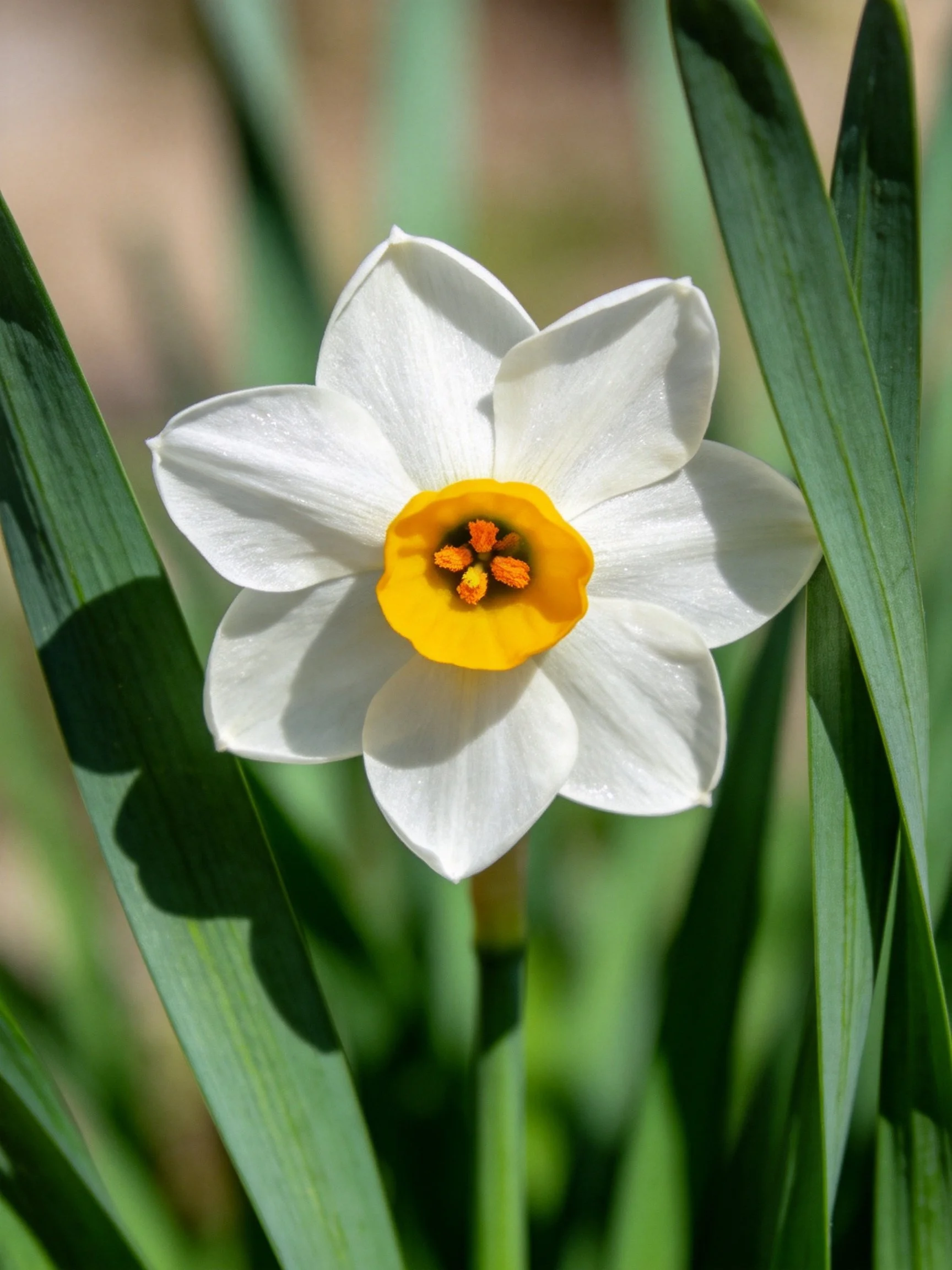 A single white daffodil with a bright yellow center among green leaves