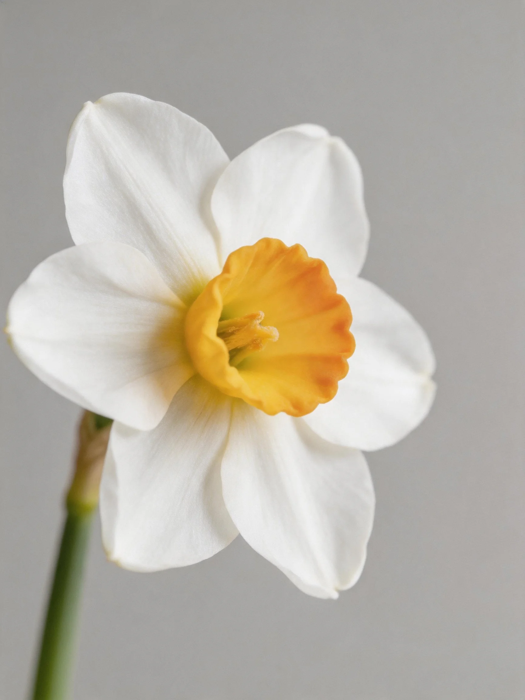 A single white daffodil with a golden-orange central cup