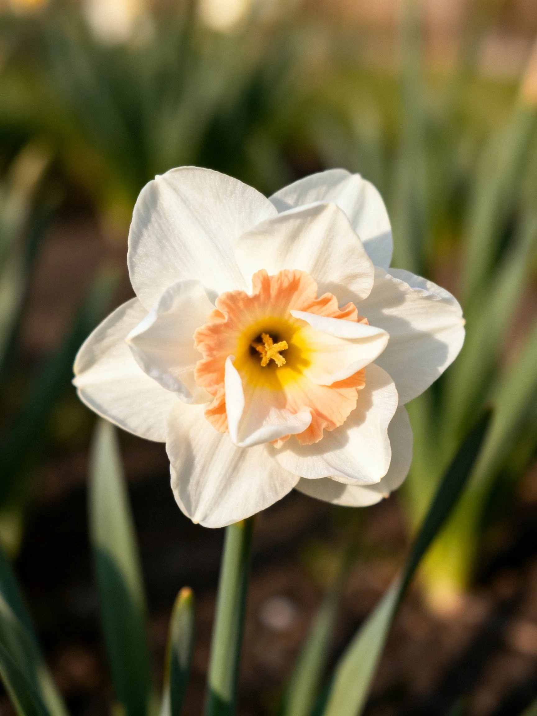 A single white daffodil with peach and yellow central corona