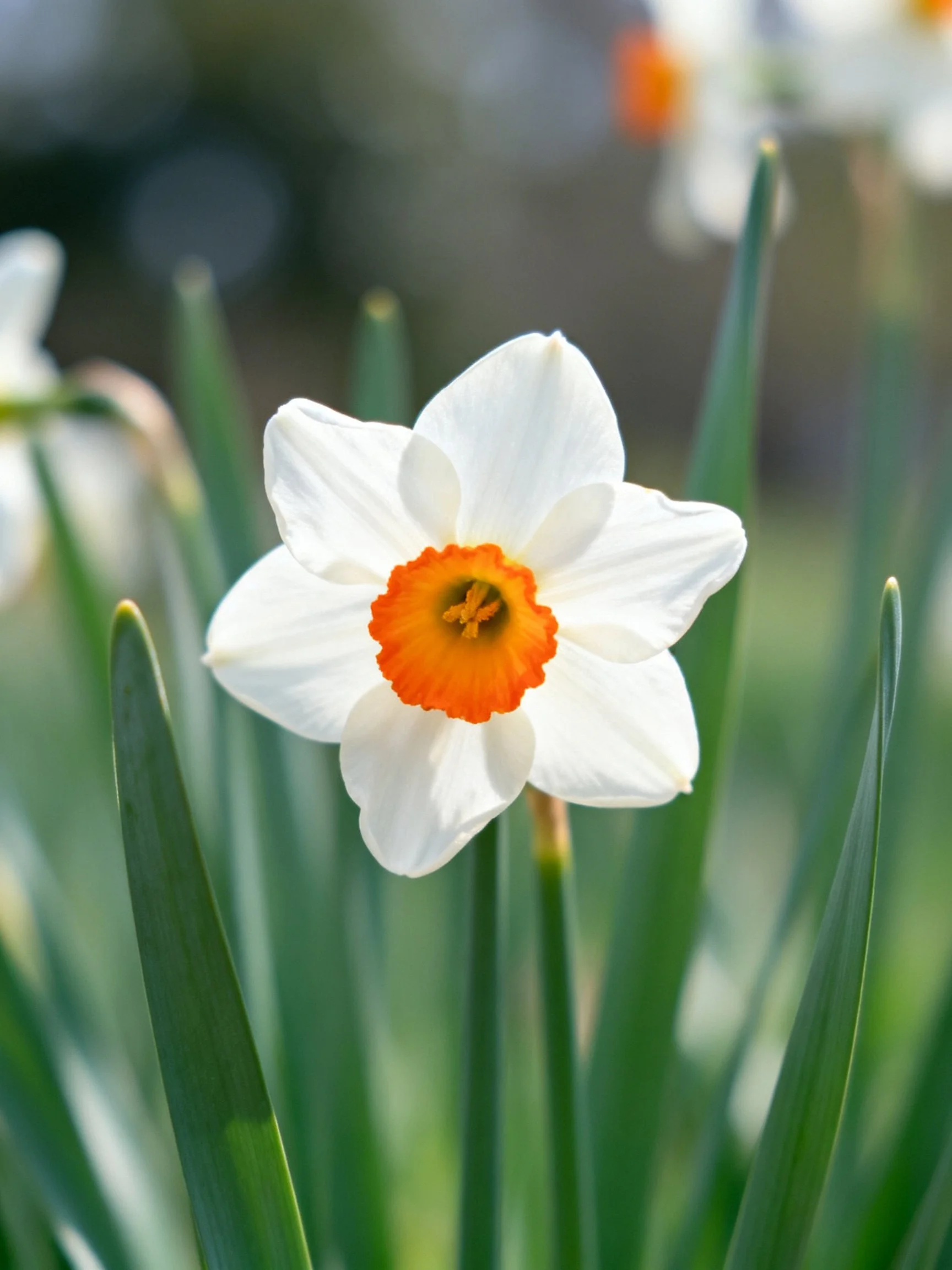 A single white daffodil with vibrant orange center