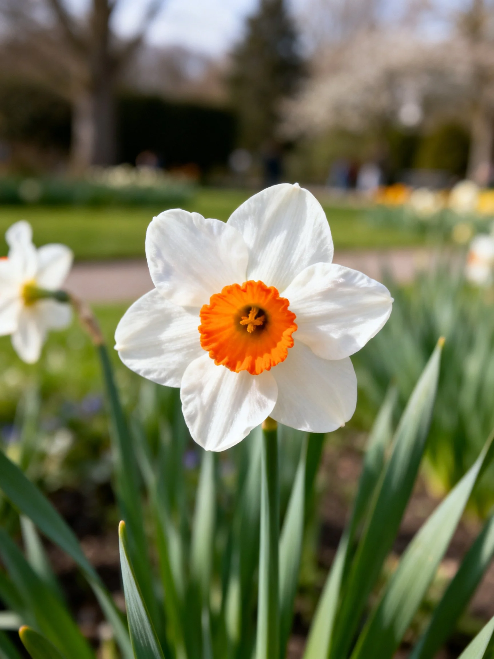 A single white daffodil with vibrant orange center in a garden