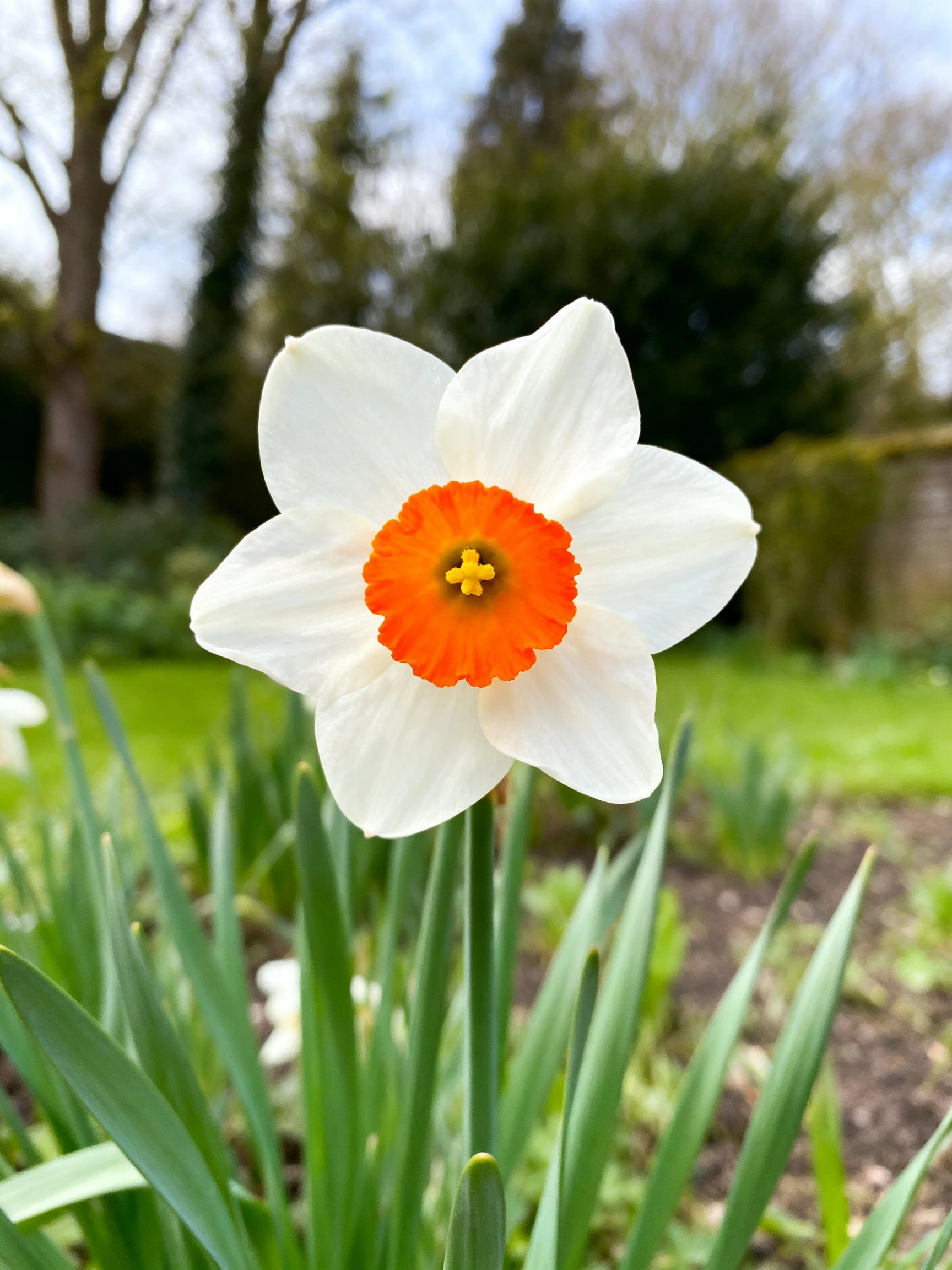 A single white daffodil with vibrant orange center