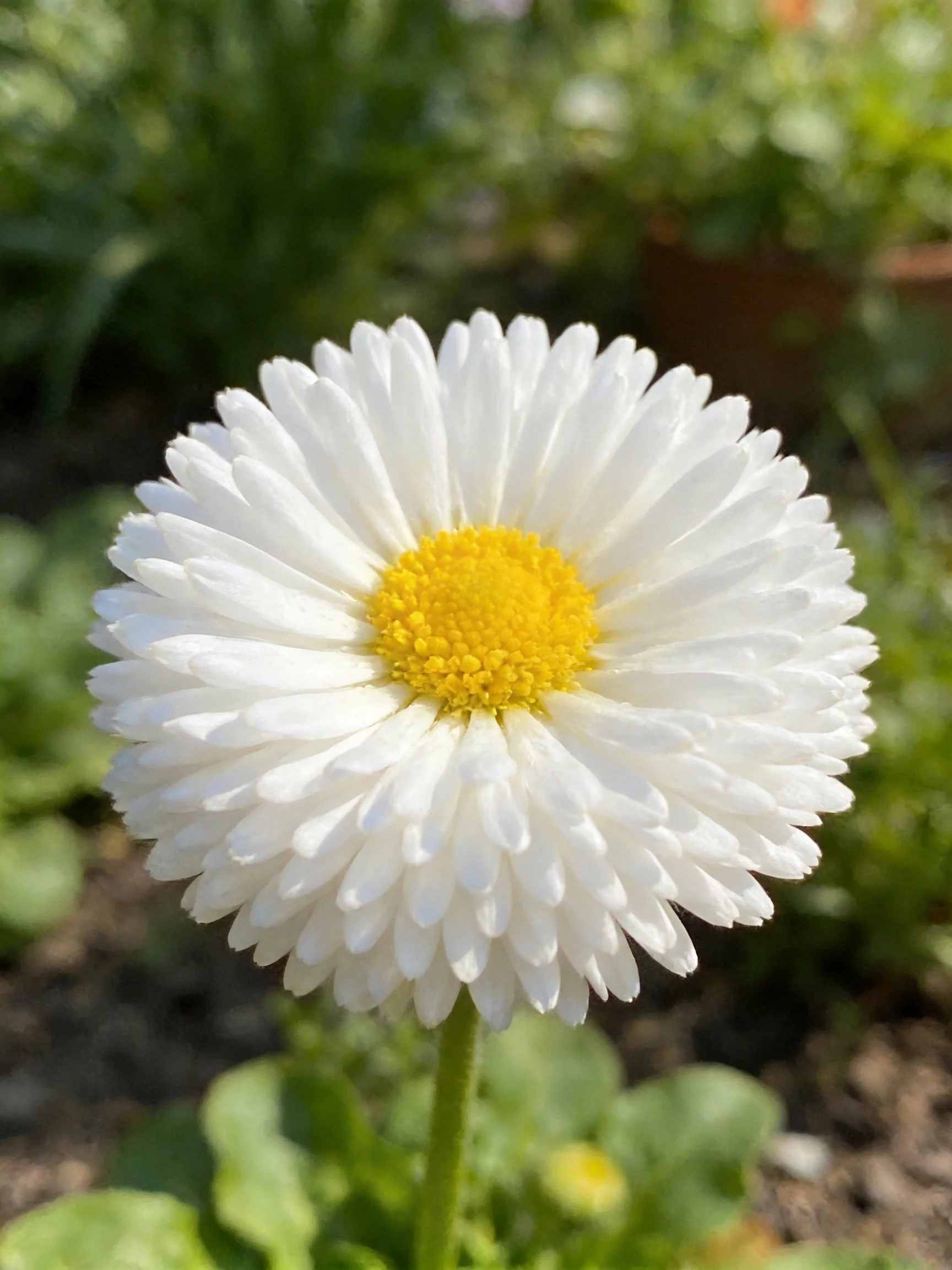 A single white daisy with a bright yellow center in a garden
