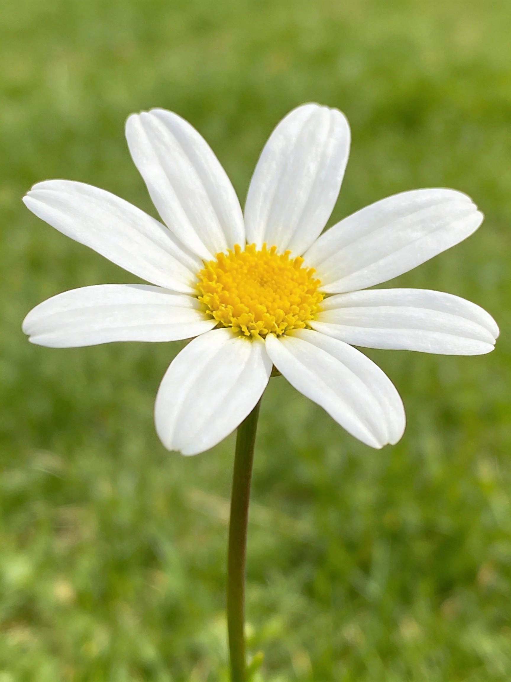 A single white daisy with a bright yellow center