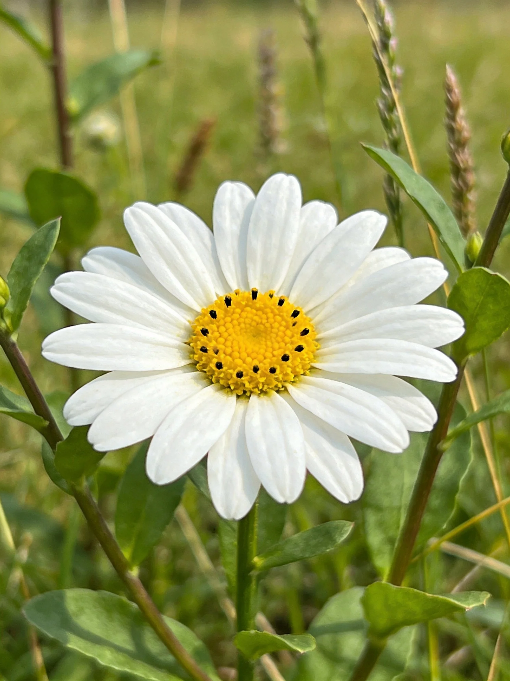 A single white daisy with a yellow center amid green foliage