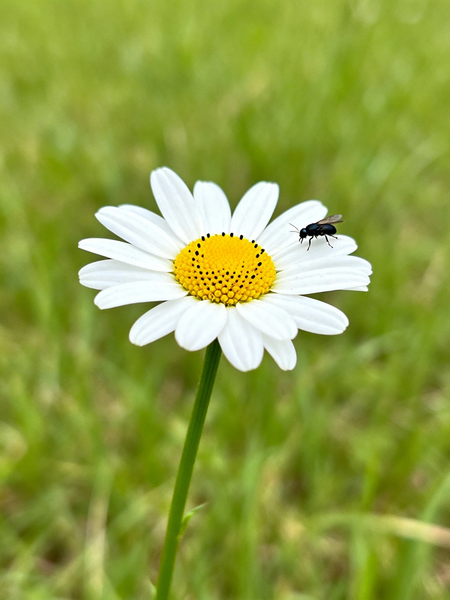 A single white daisy with a yellow center and a black insect