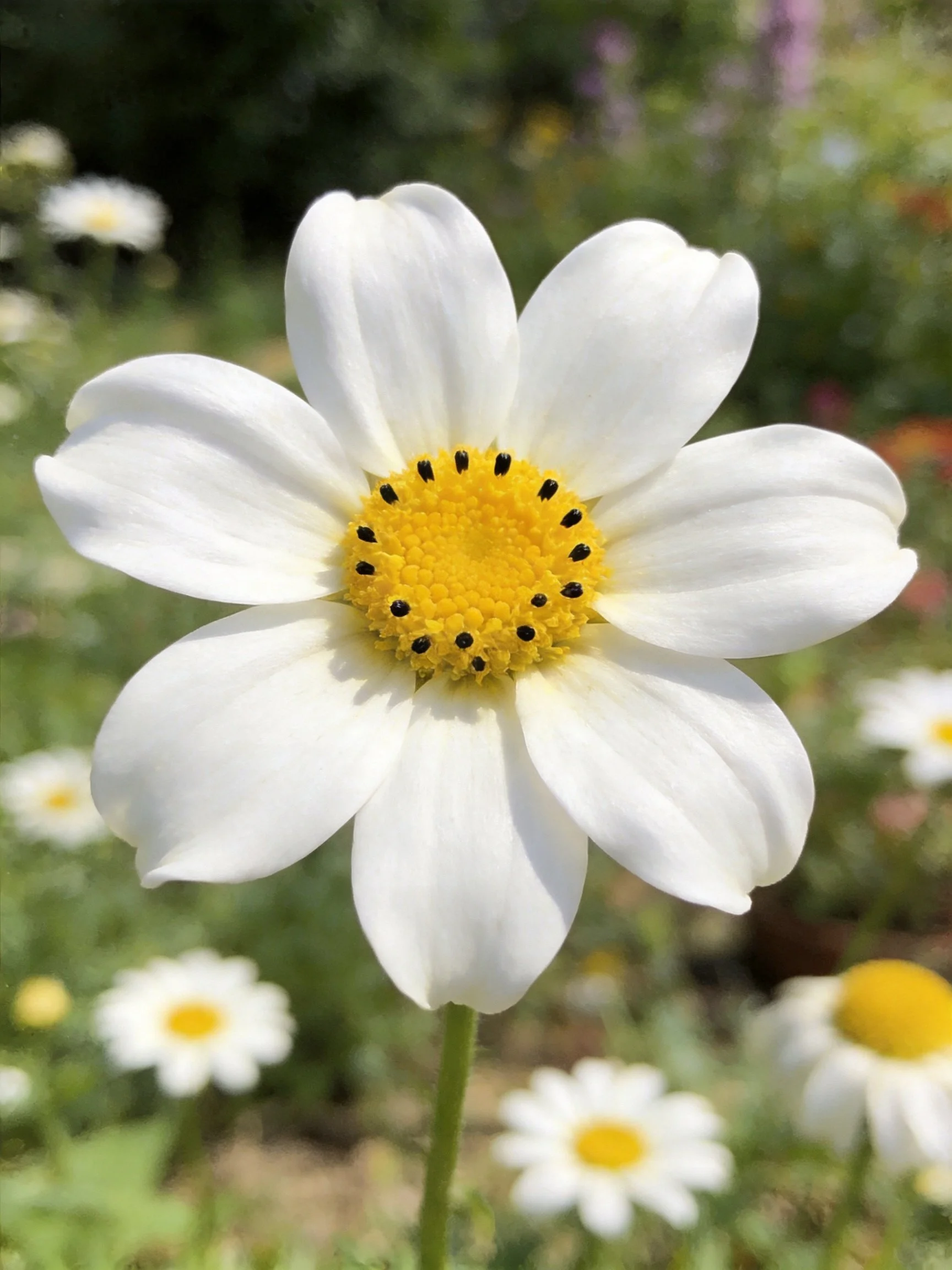 A single white daisy with a yellow center and black spots amid garden flowers