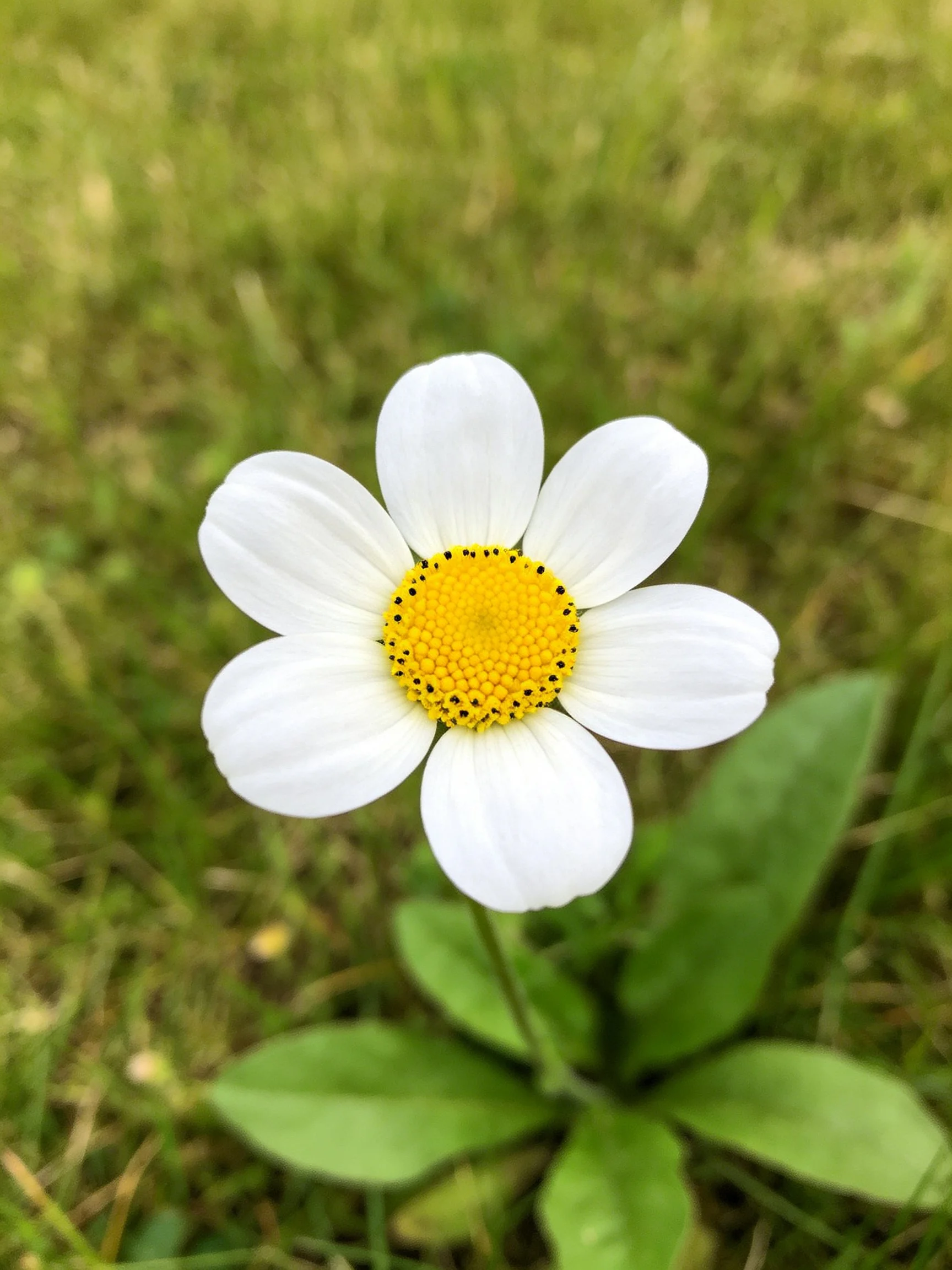 A single white daisy with yellow center amid green grass