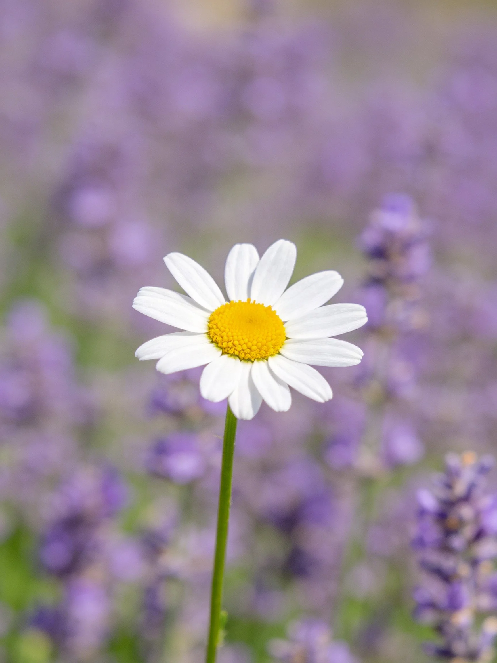 A single white daisy with yellow center stands among blurred purple flowers