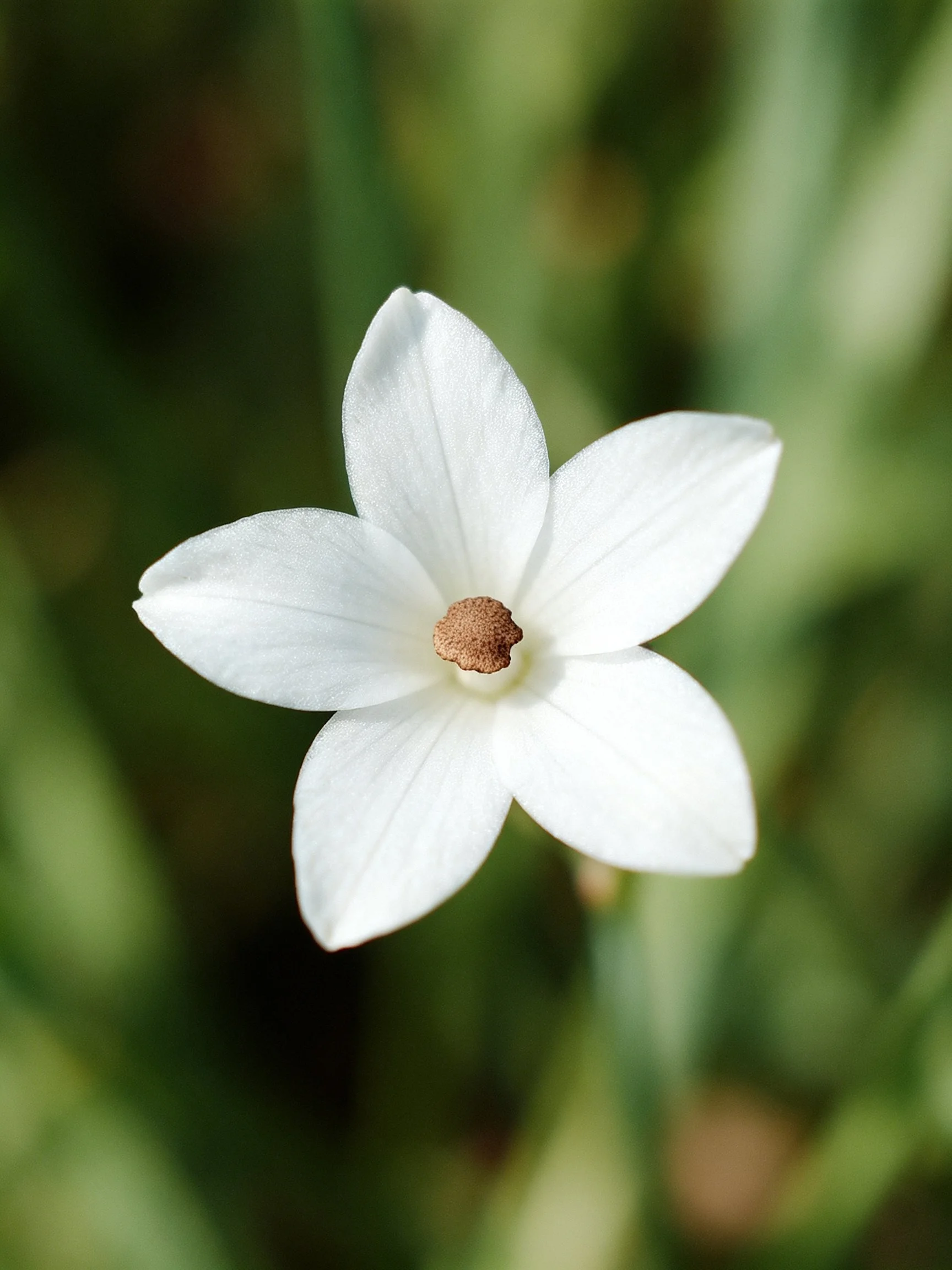 A single white five - petal flower with brown center
