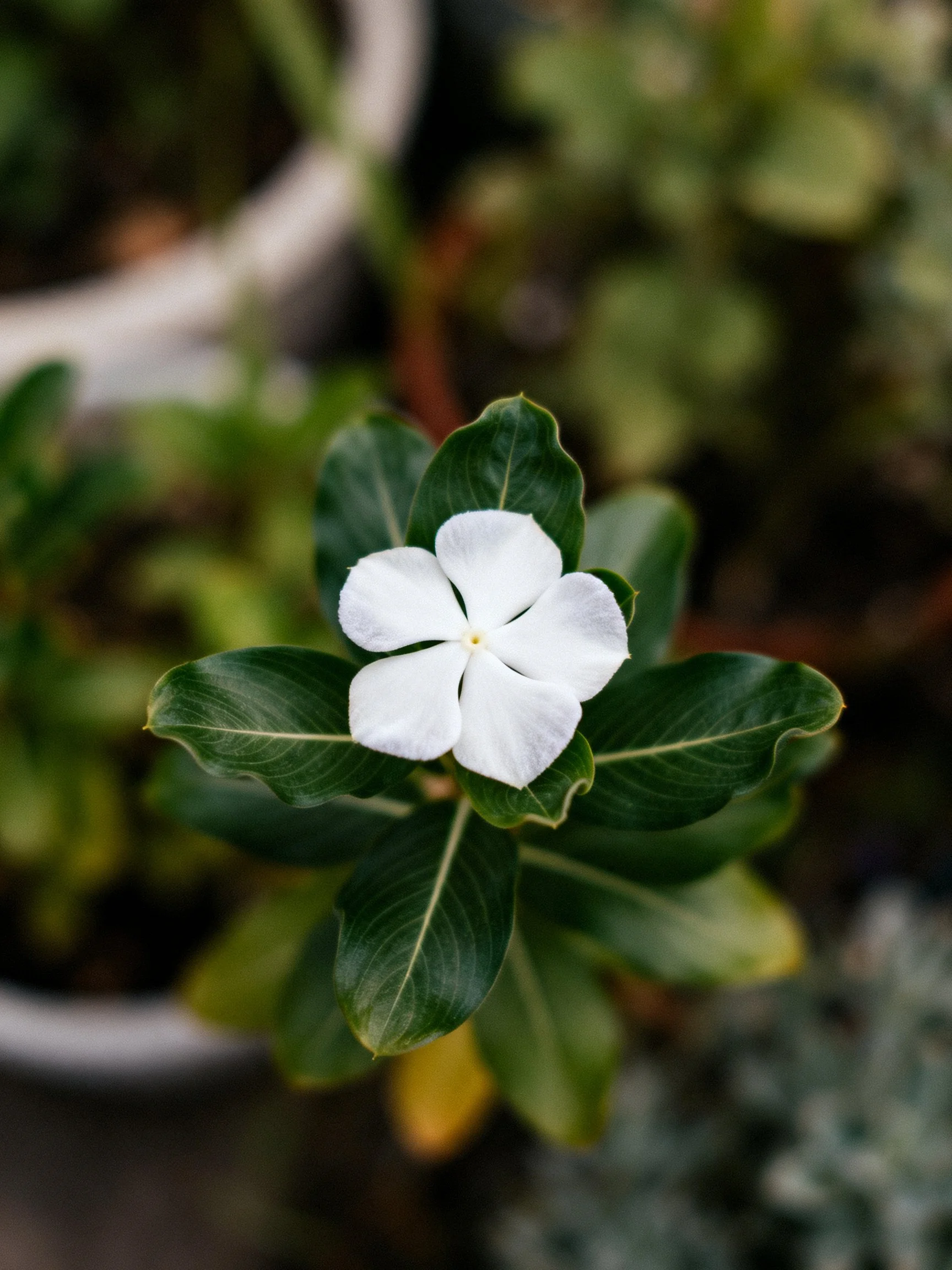 A single white five-petaled flower amid glossy green leaves