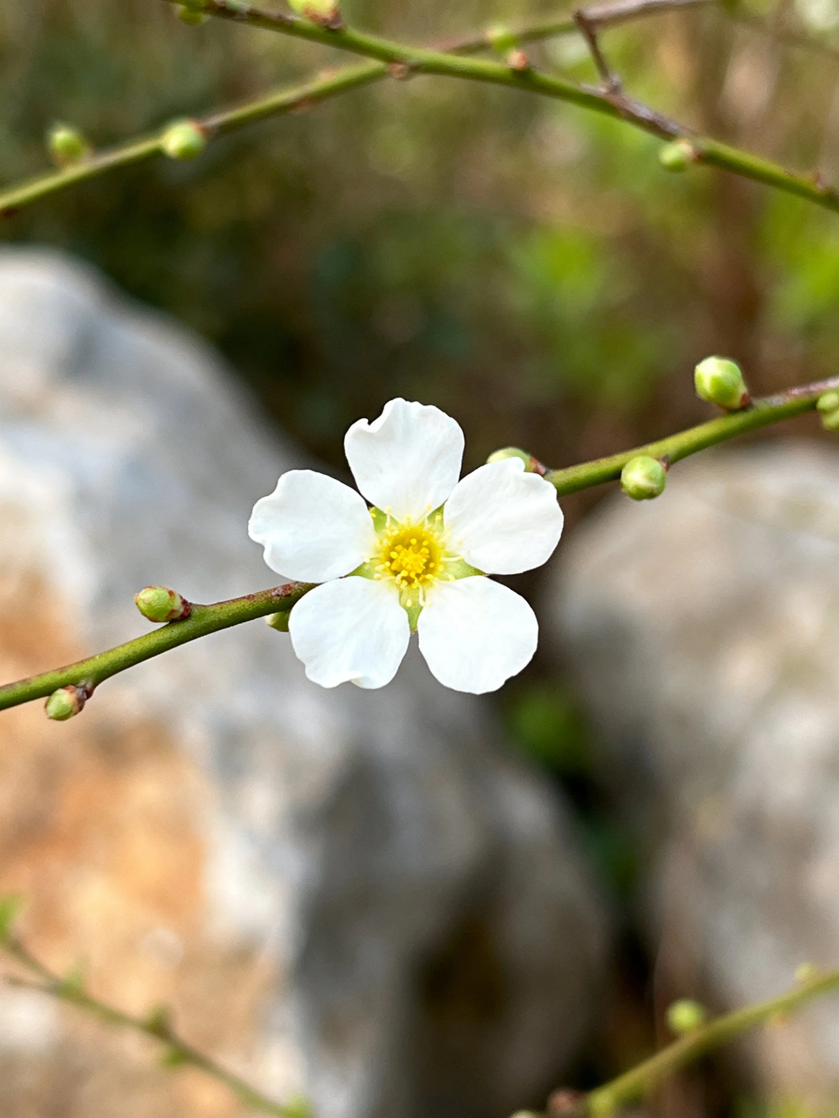 A single white five-petaled flower blooms on a branch near rocky terrain
