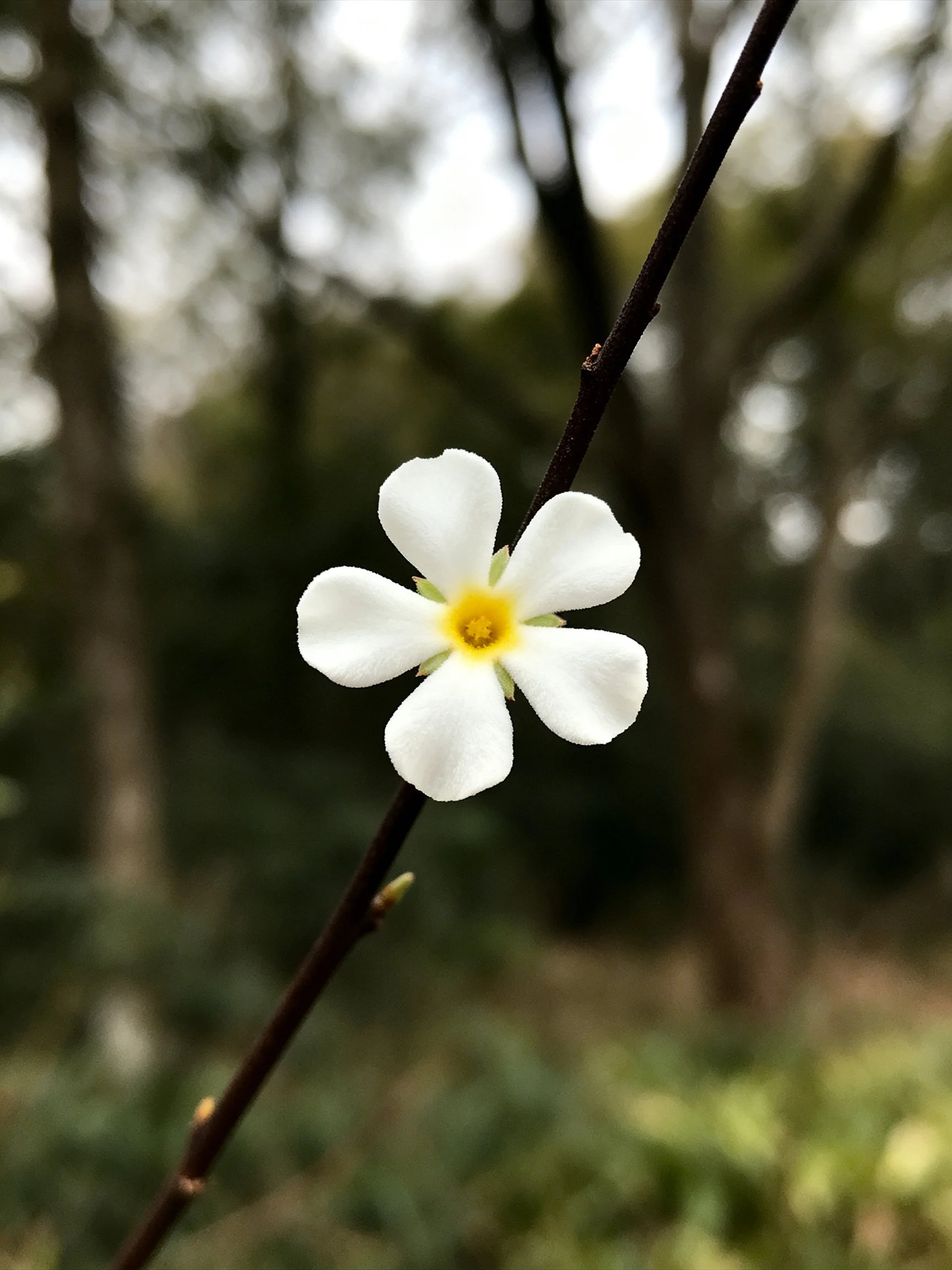 A single white five-petaled flower with yellow center on a thin branch
