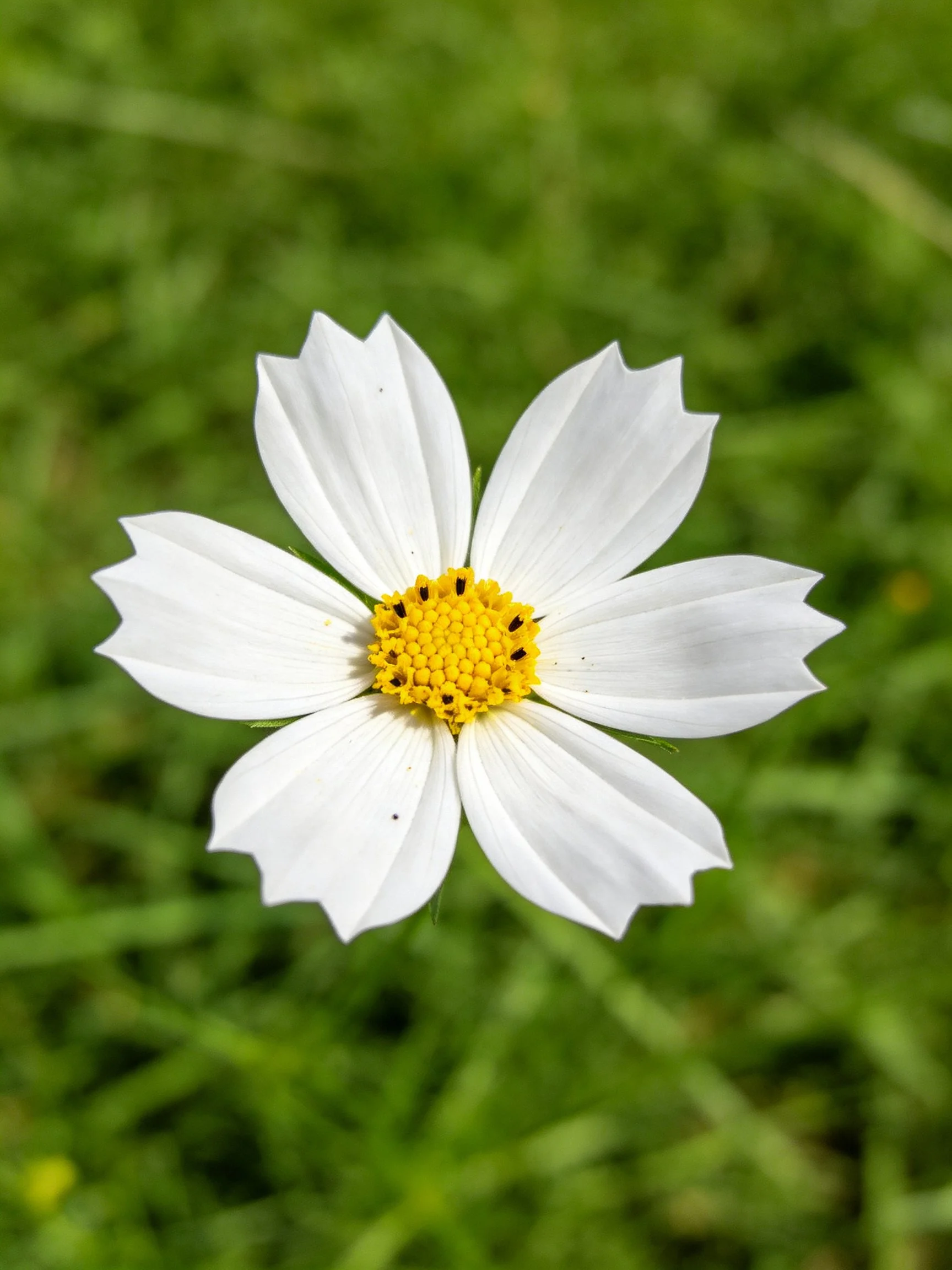 A single white flower with a yellow center stands out against green surroundings.