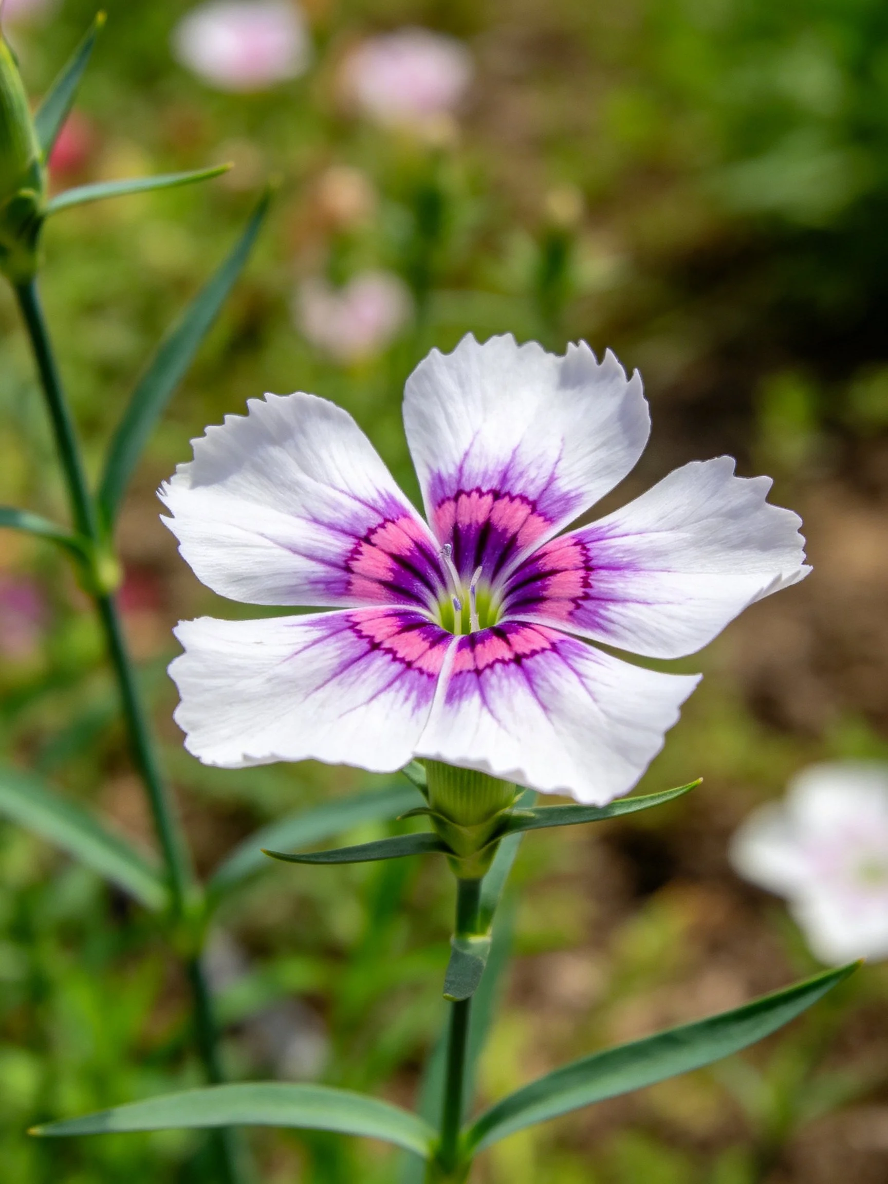 A close - up of a white flower with purple - pink center surrounded by greenery.