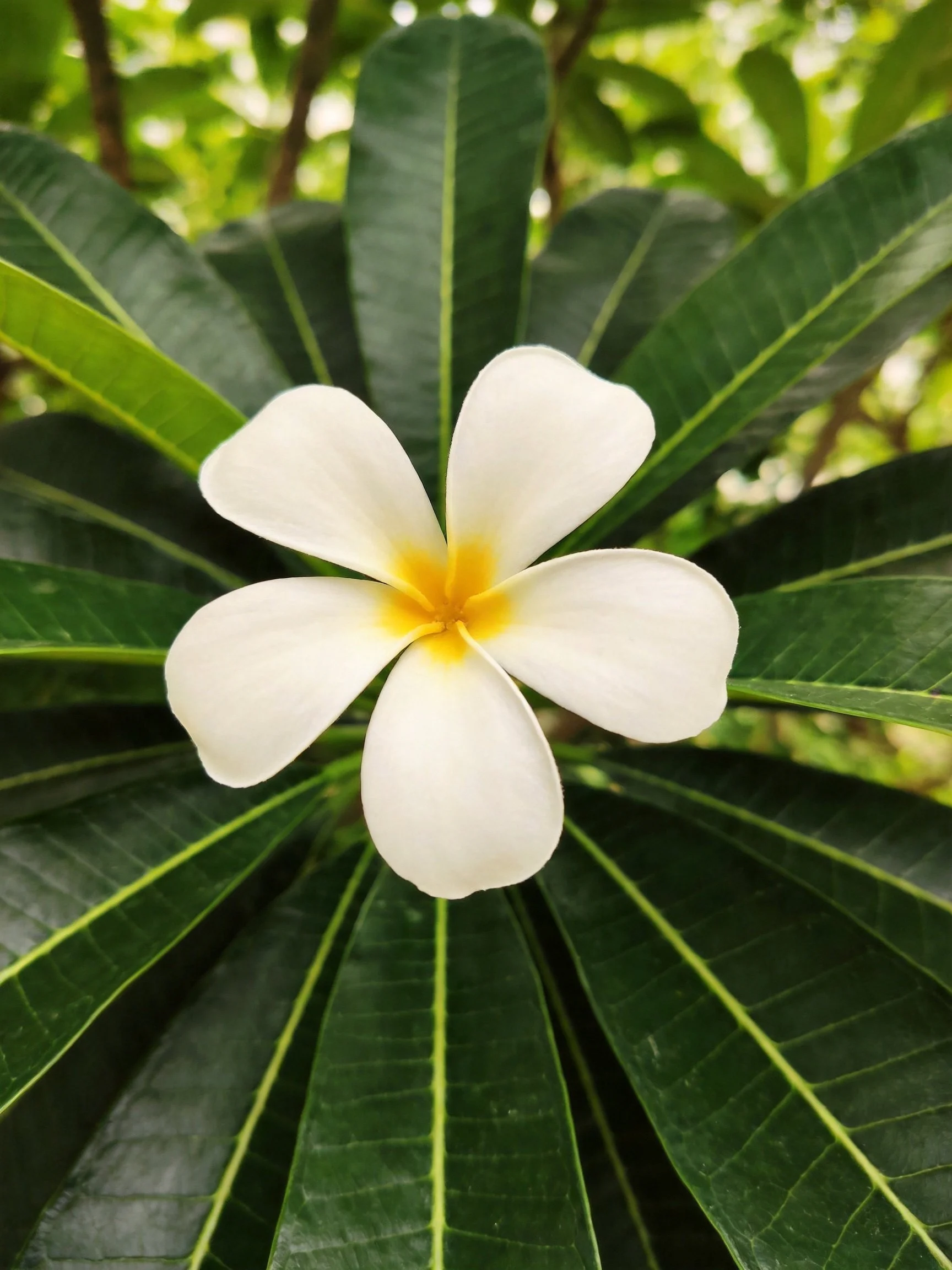 A single white frangipani flower with yellow center amid dark green leaves