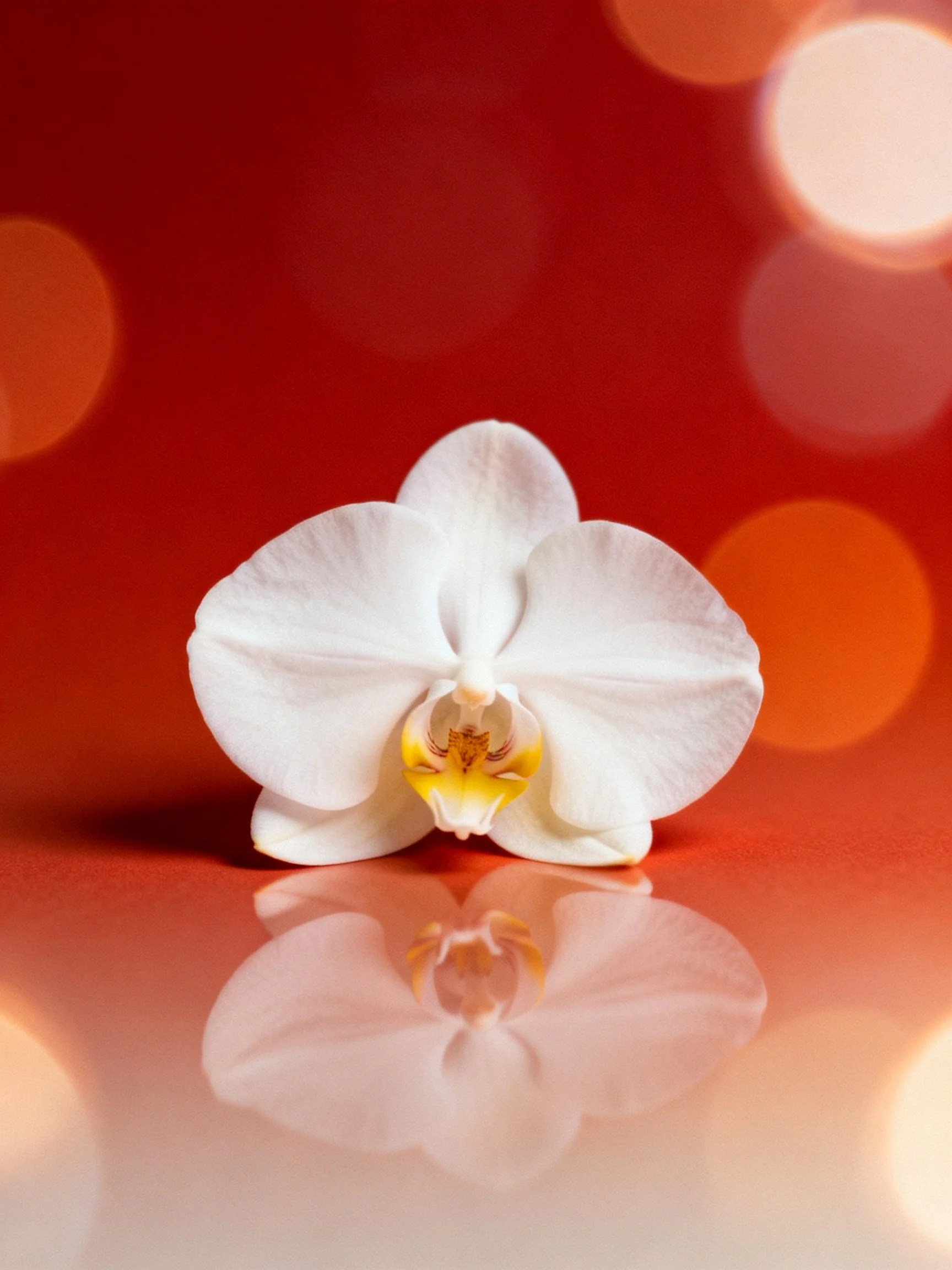 A single white orchid with yellow center on red bokeh background