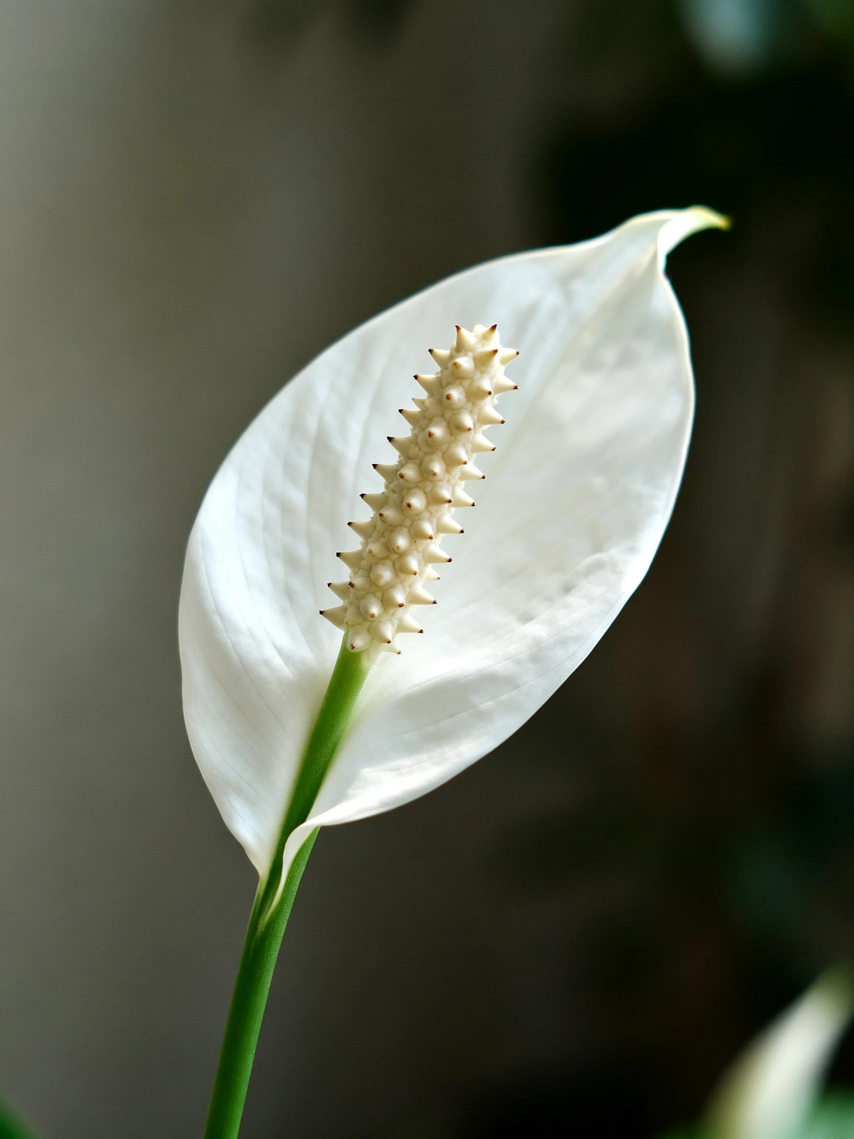 A single white peace lily with textured spadix