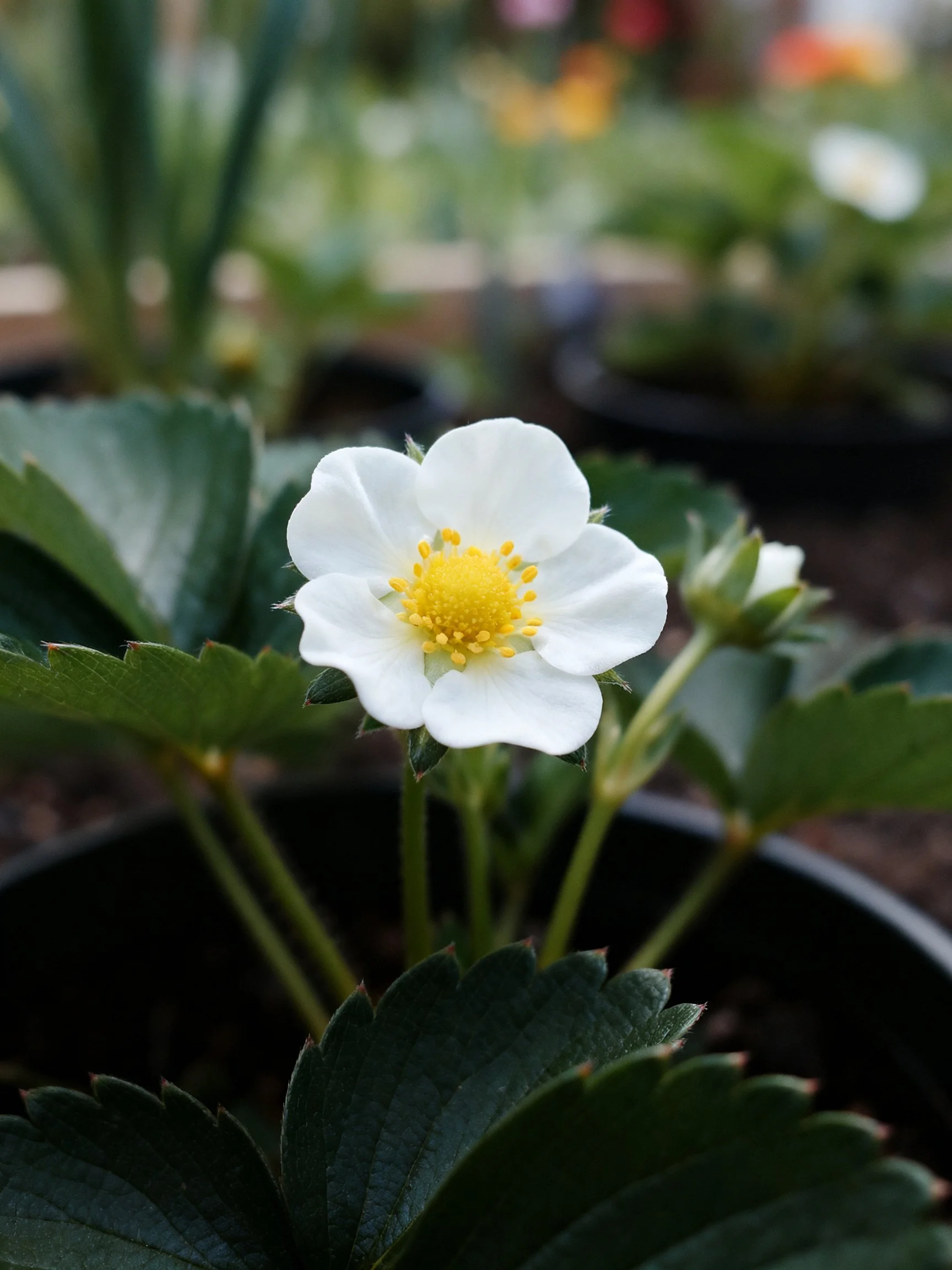 Close - up of a single white strawberry flower withdark green leaves in pots.
